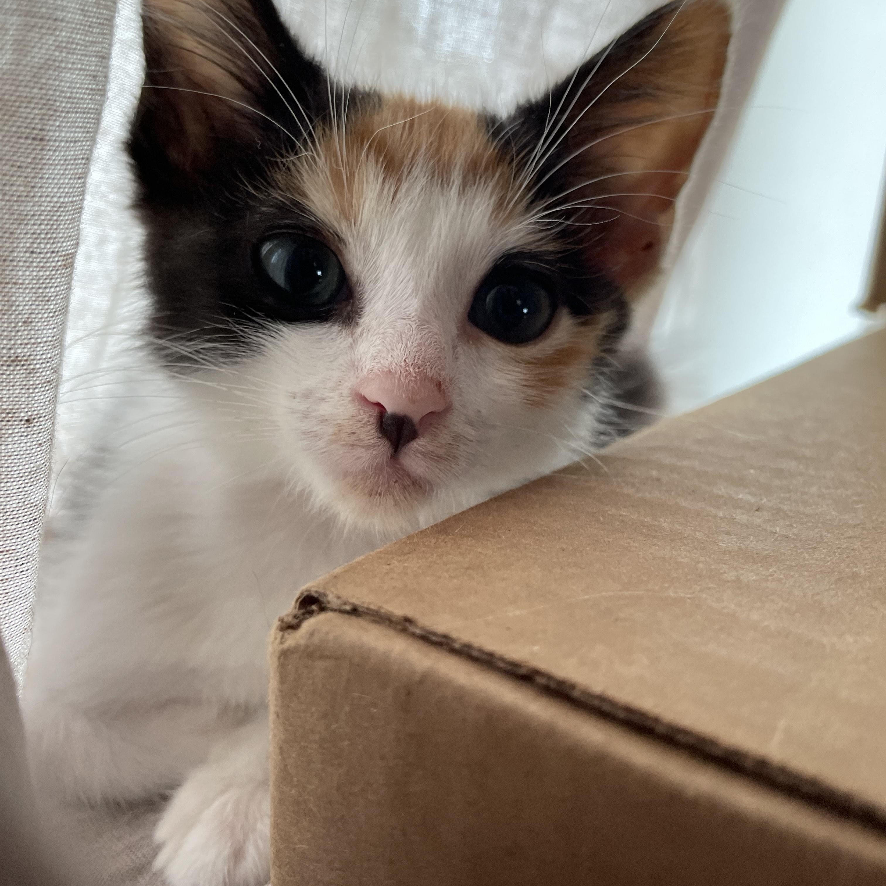 Enlarge Trouble, a Adoptable Domestic Short Hair in Nashville, TN image 5/5