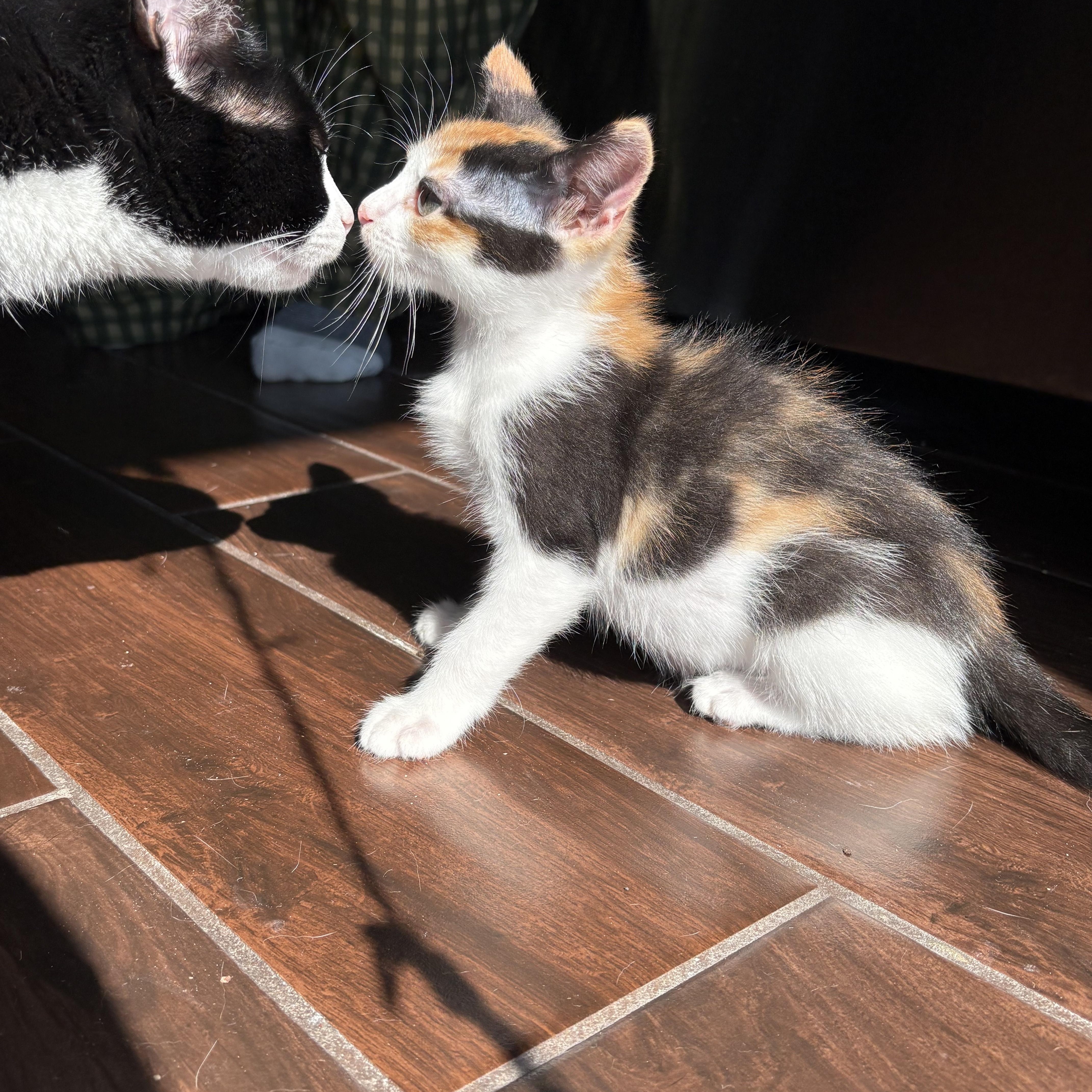 Enlarge Trouble, a Adoptable Domestic Short Hair in Nashville, TN image 4/5