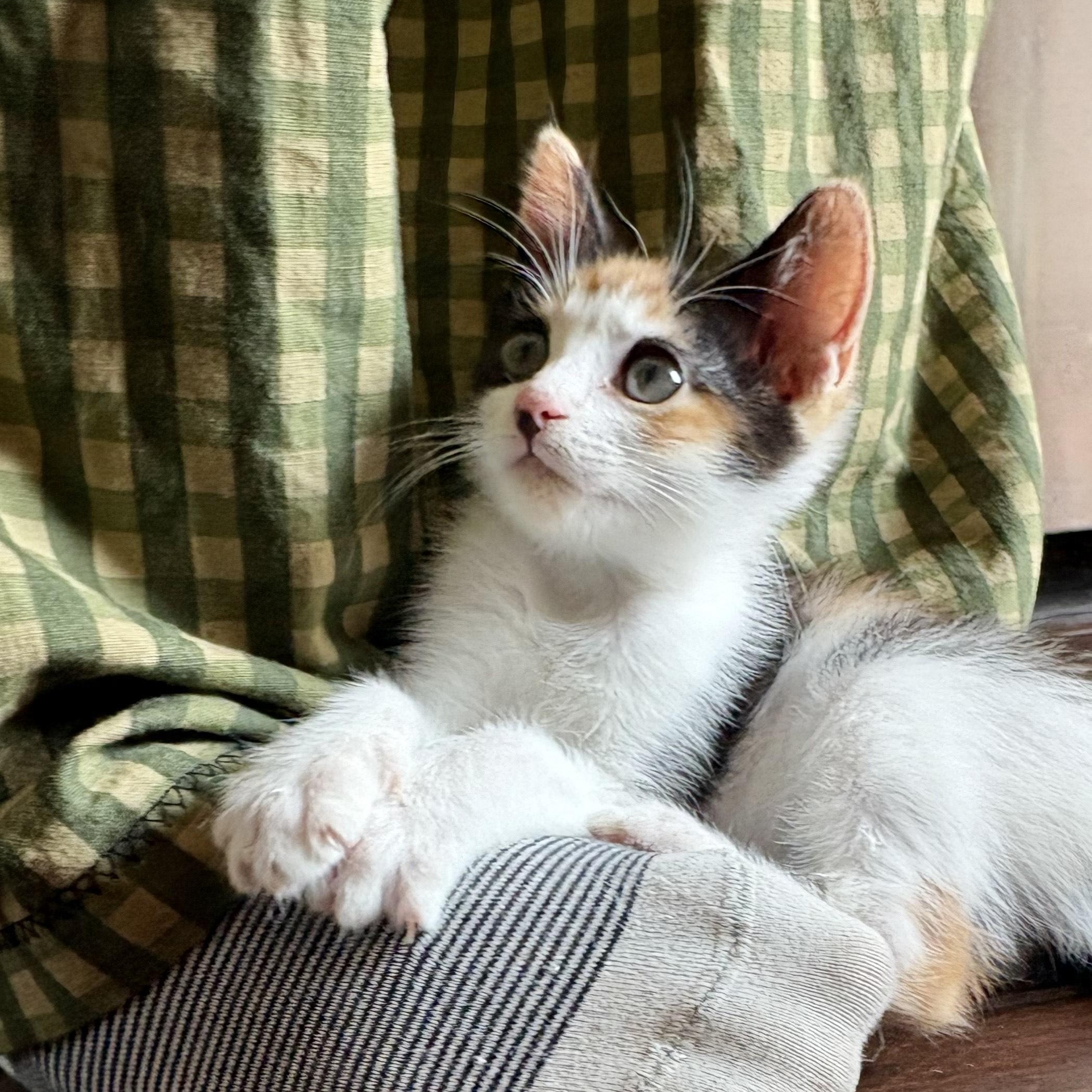 Trouble, Adoptable, Young Female Domestic Short Hair.