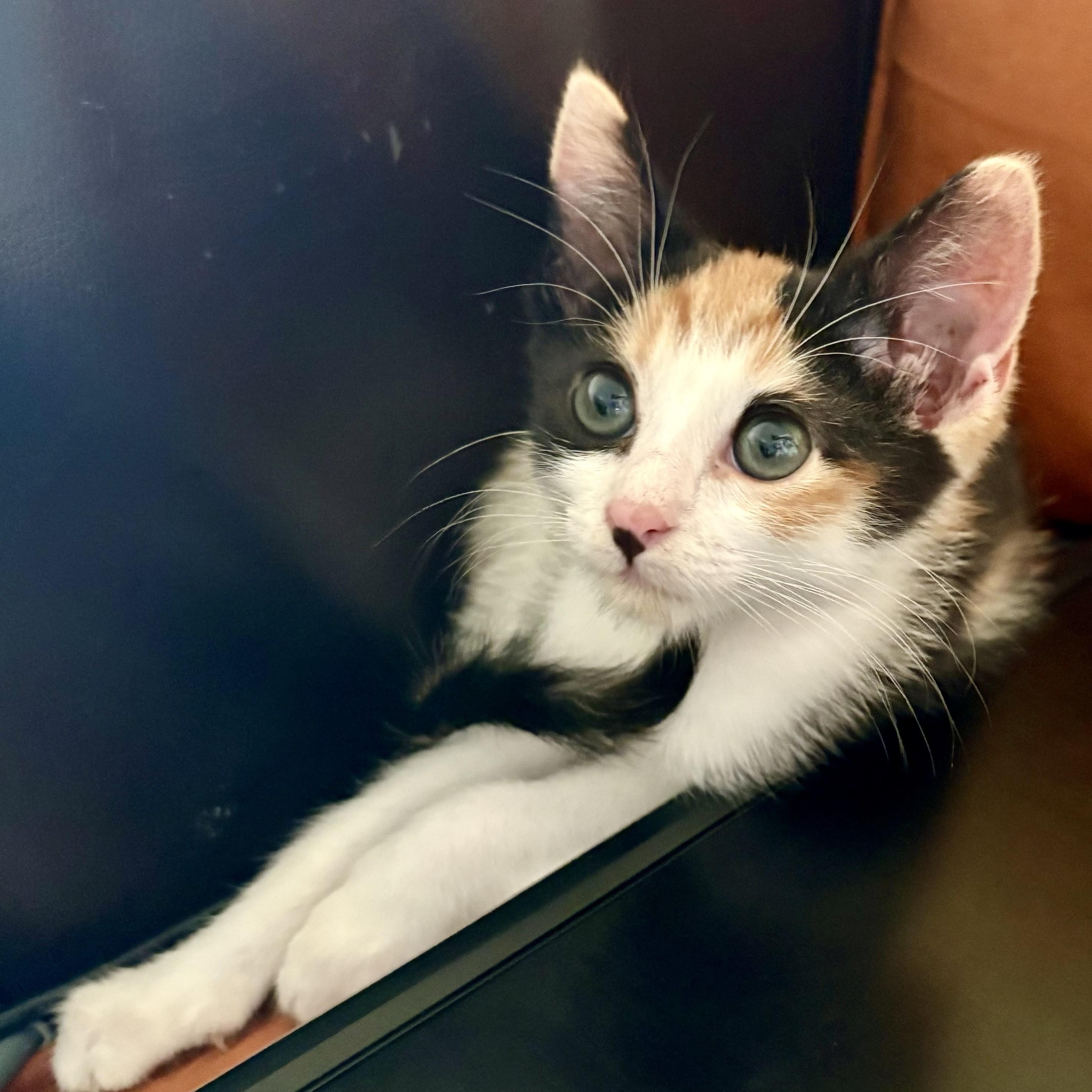 Enlarge Trouble, a Adoptable Domestic Short Hair in Nashville, TN image 3/5