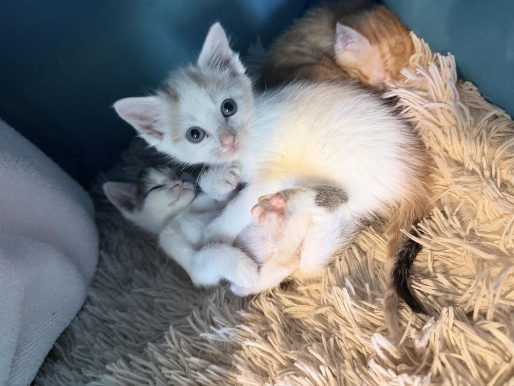 Tito, Adoptable, Kitten Male Domestic Short Hair.