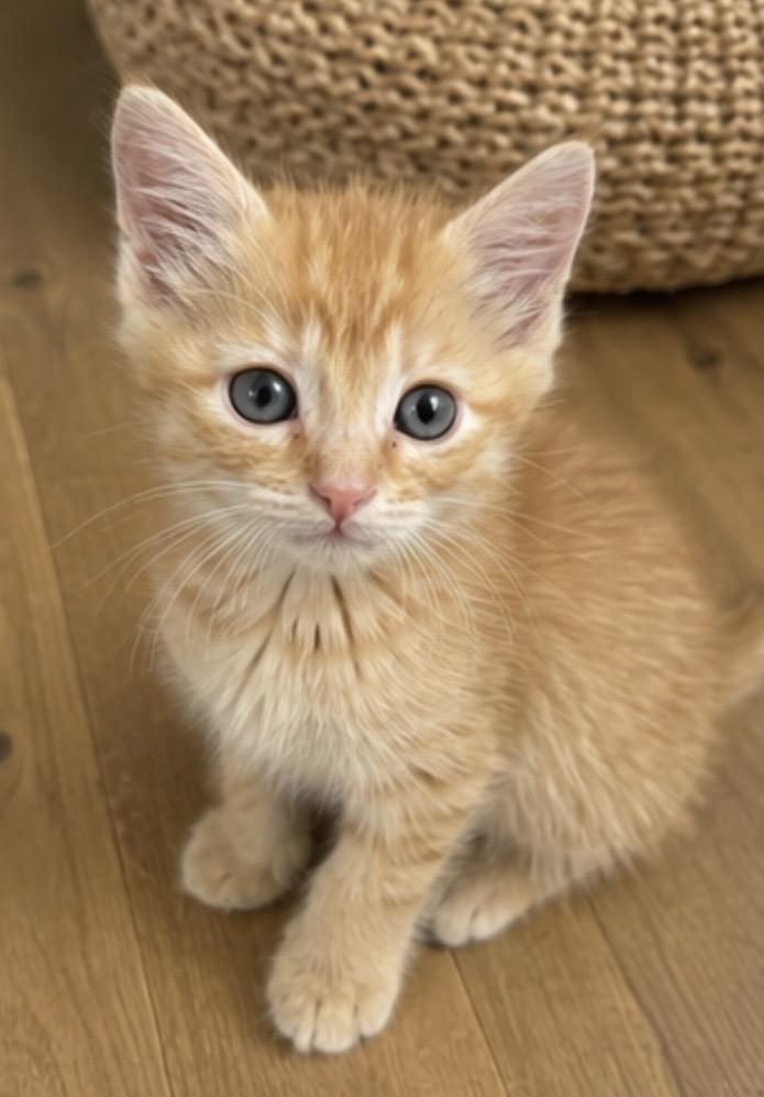Prince, an adopted Domestic Short Hair in Los Angeles, CA image 2/6
