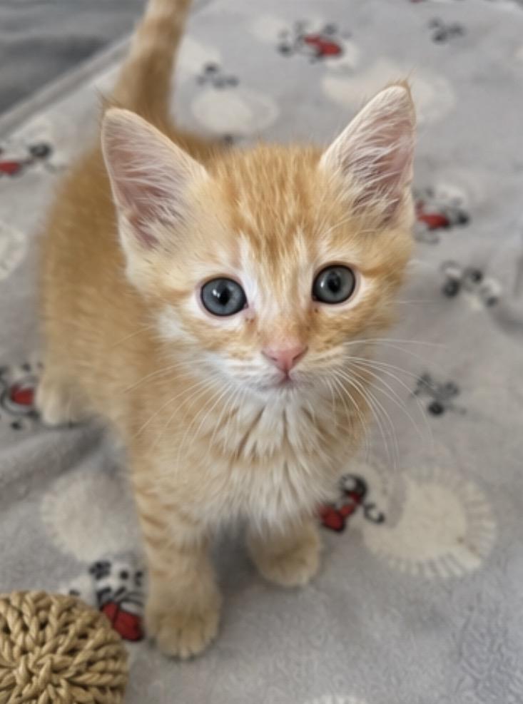 Prince, adopted, Kitten Male Domestic Short Hair.