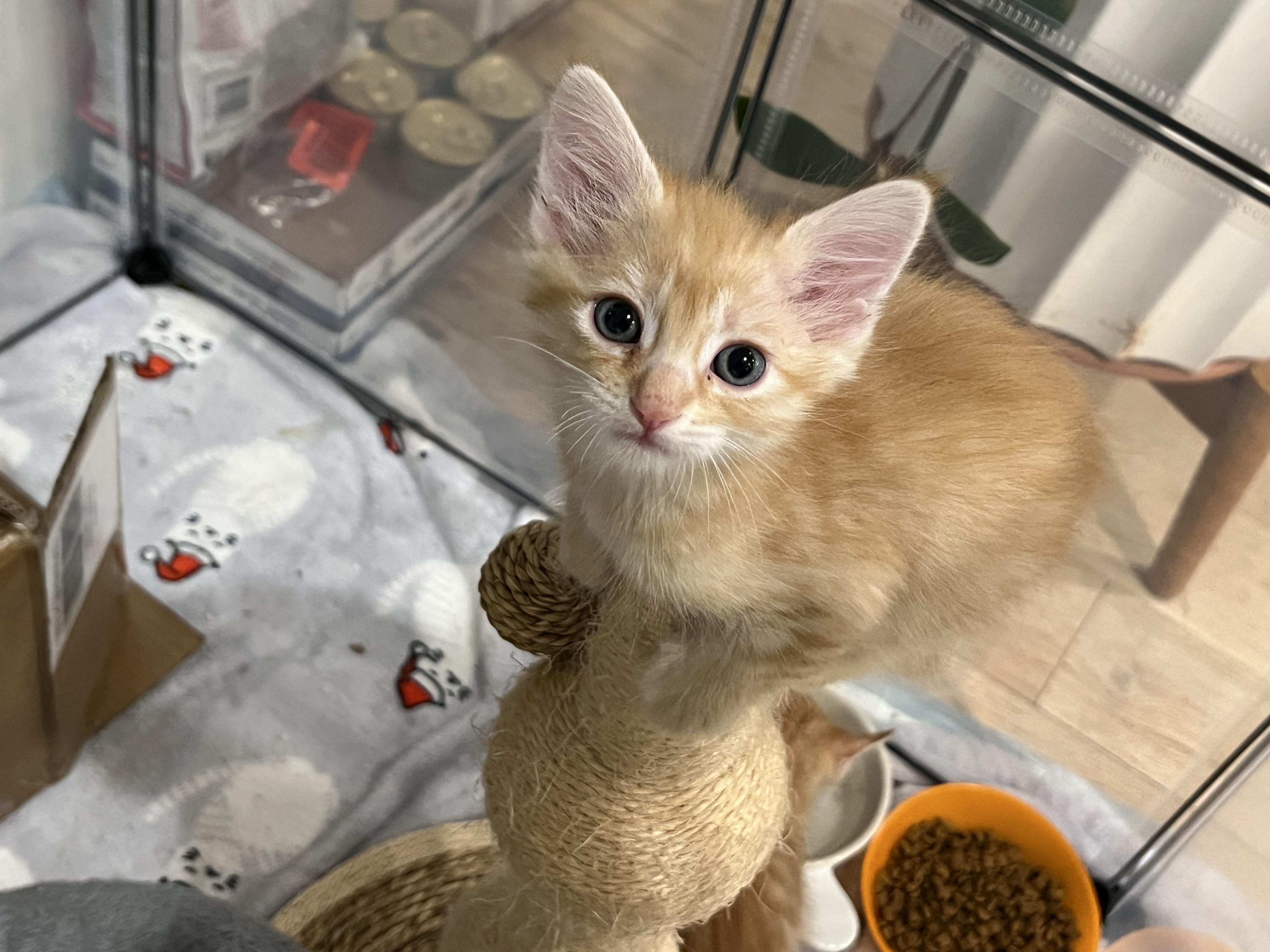 Prince, an adopted Domestic Short Hair in Los Angeles, CA image 5/6