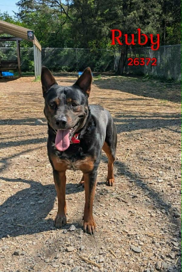 Ruby, Adoptable, Adult Female Australian Cattle Dog / Blue Heeler & Rottweiler.