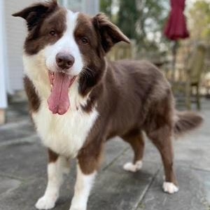 Lorenzo, a ADOPTABLE Australian Shepherd in Brooklyn, NY image 1/2