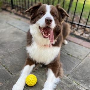 Lorenzo, a ADOPTABLE Australian Shepherd in Brooklyn, NY image 2/2