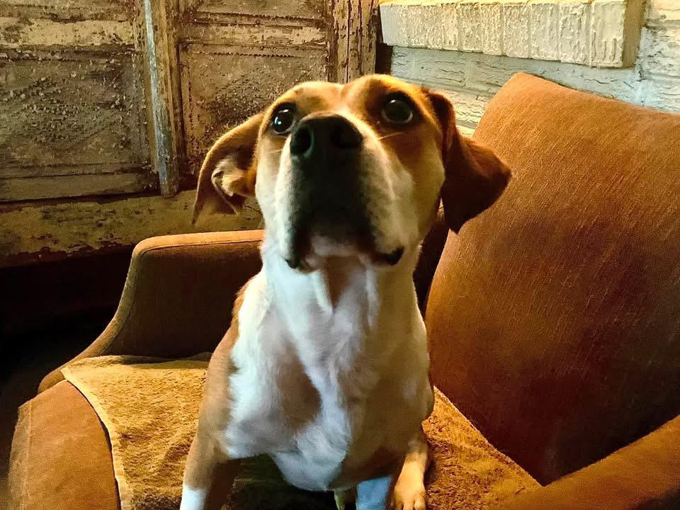 Cowboy, a ADOPTABLE mixed breed in Covington, TN image 2/5