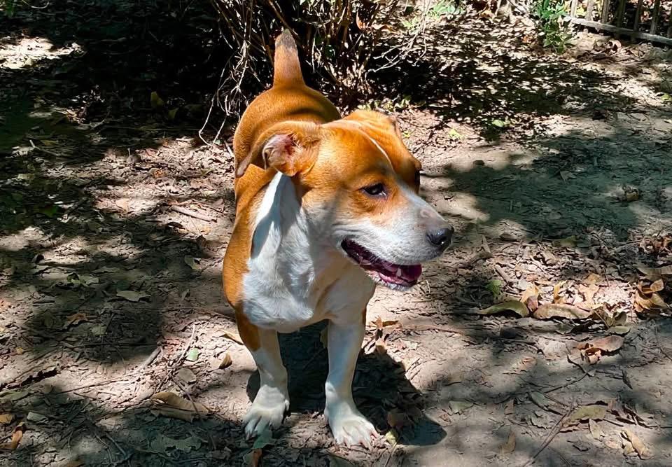 Cowboy, a ADOPTABLE mixed breed in Covington, TN image 5/5