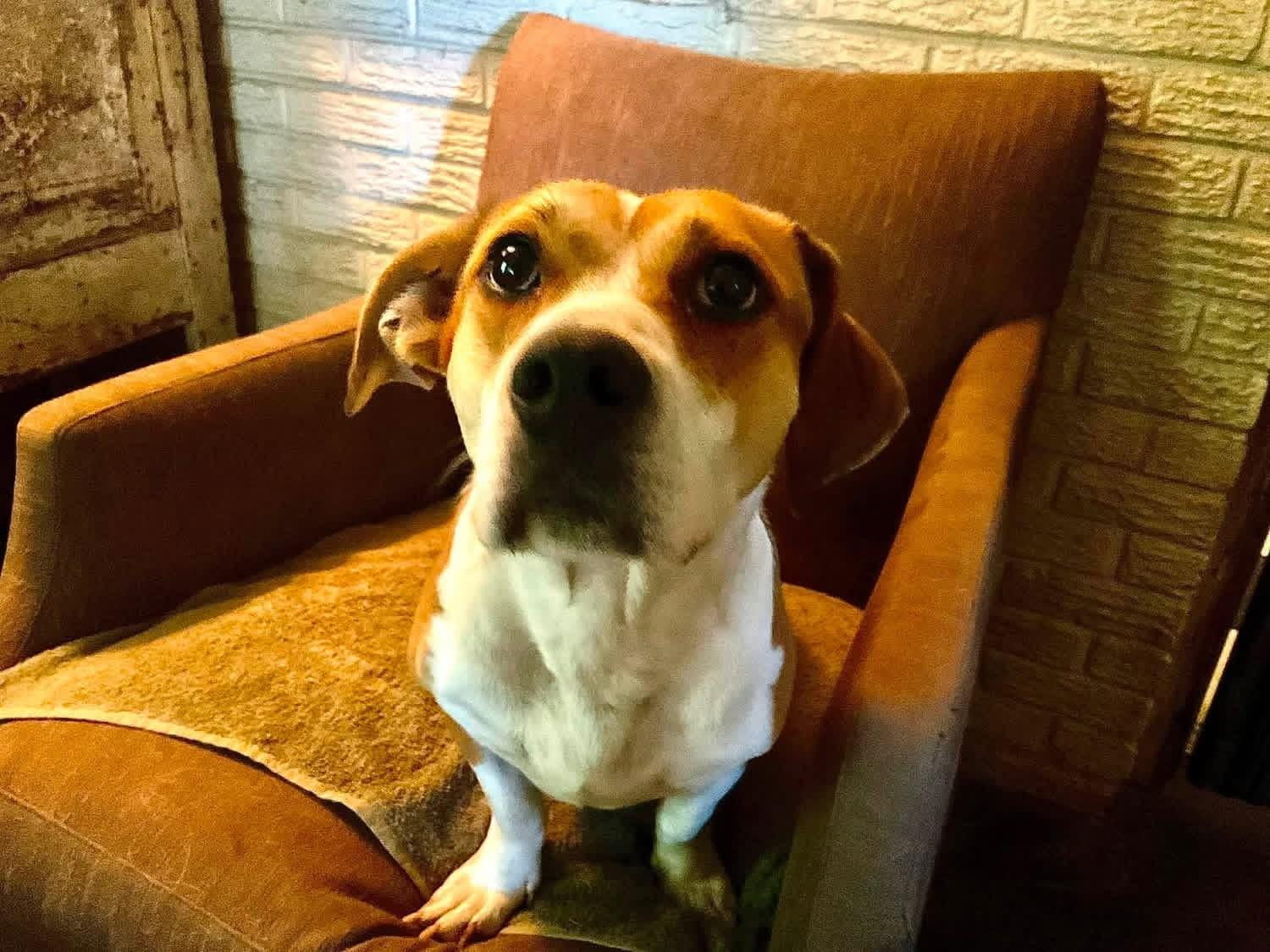 Cowboy, ADOPTABLE, Adult Male Corgi.
