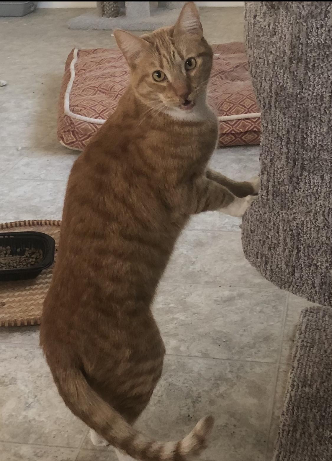 Leaper, Adoptable, Adult Male Domestic Short Hair.