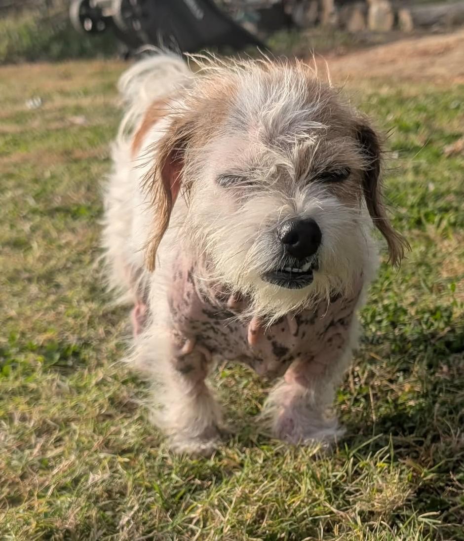 Theola, Adoptable, Senior Female Shih Tzu.