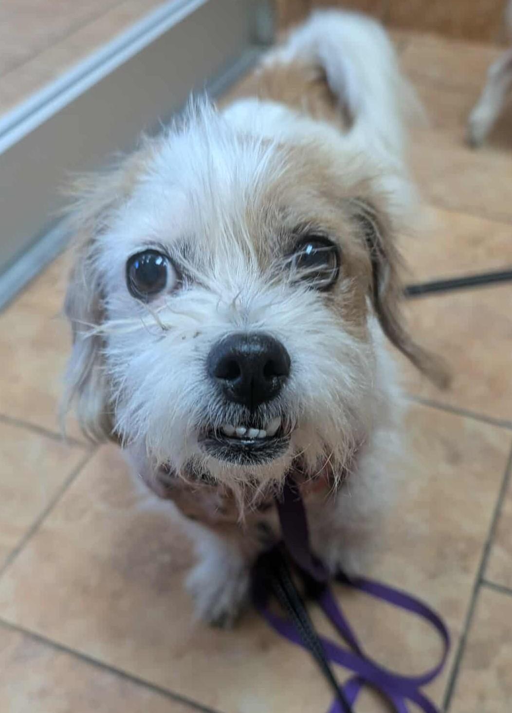 Enlarge Theola, a Adoptable mixed breed in Kiowa, OK image 2/6