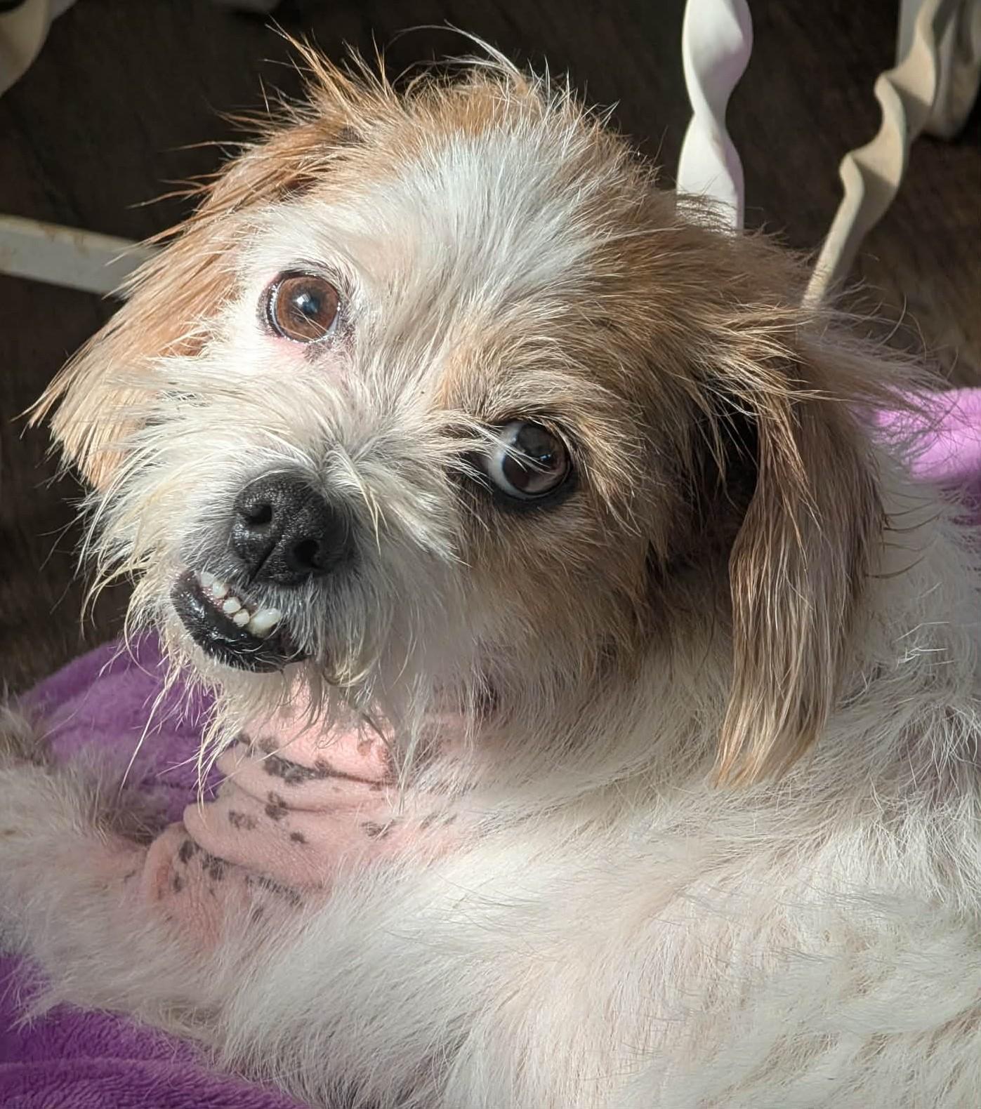 Enlarge Theola, a Adoptable mixed breed in Kiowa, OK image 3/6