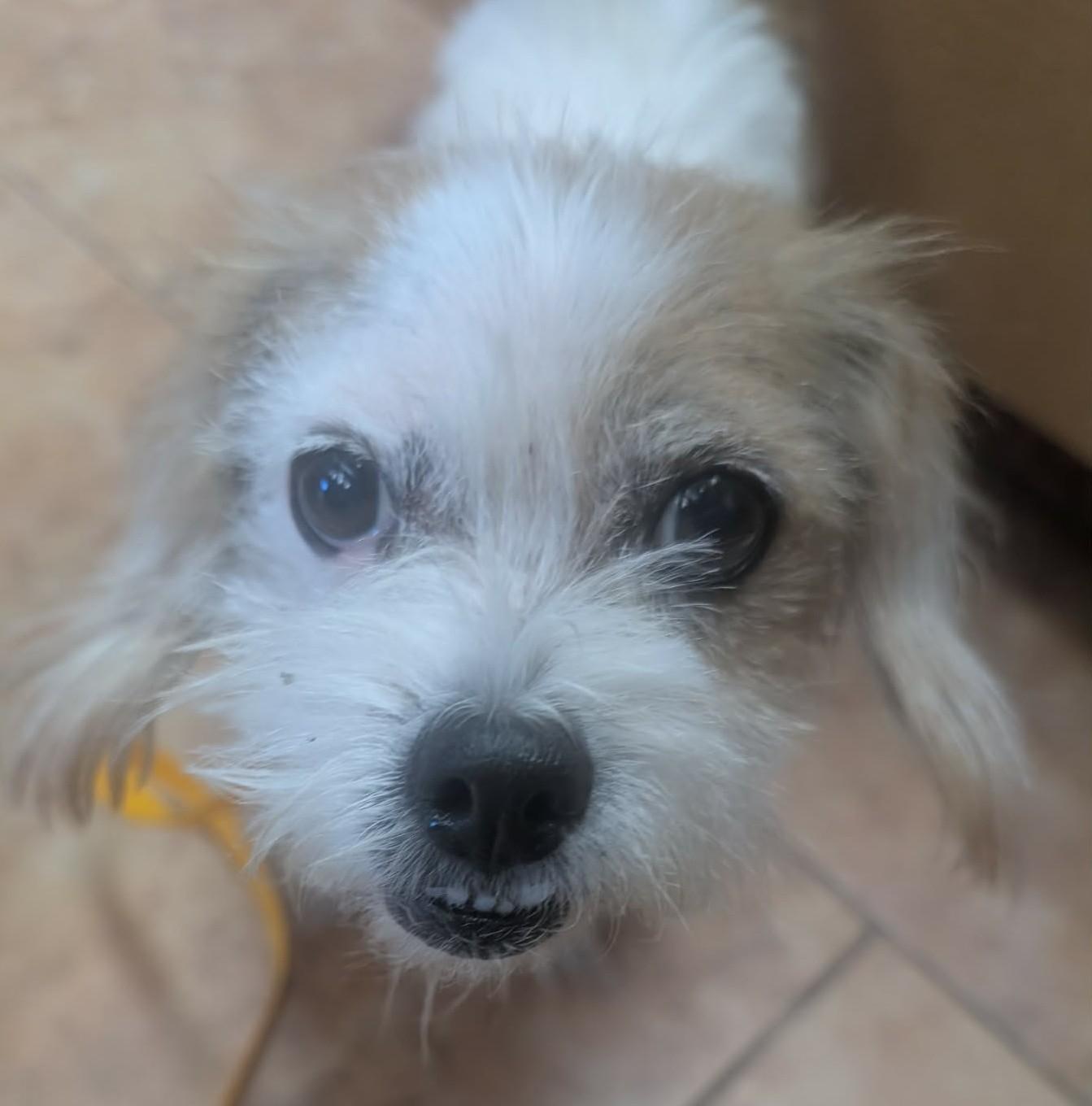 Enlarge Theola, a Adoptable mixed breed in Kiowa, OK image 4/6