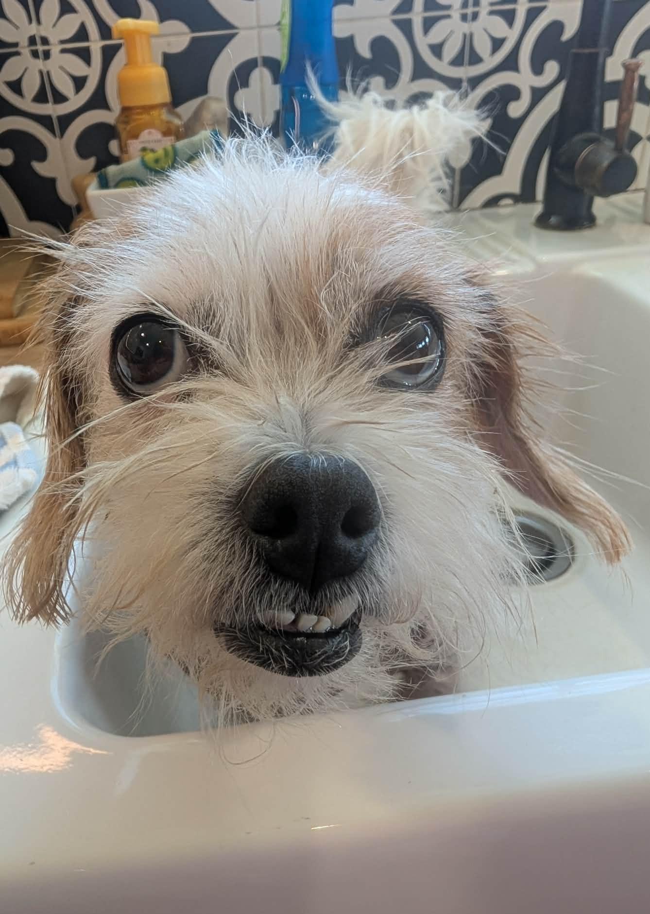 Enlarge Theola, a Adoptable mixed breed in Kiowa, OK image 5/6