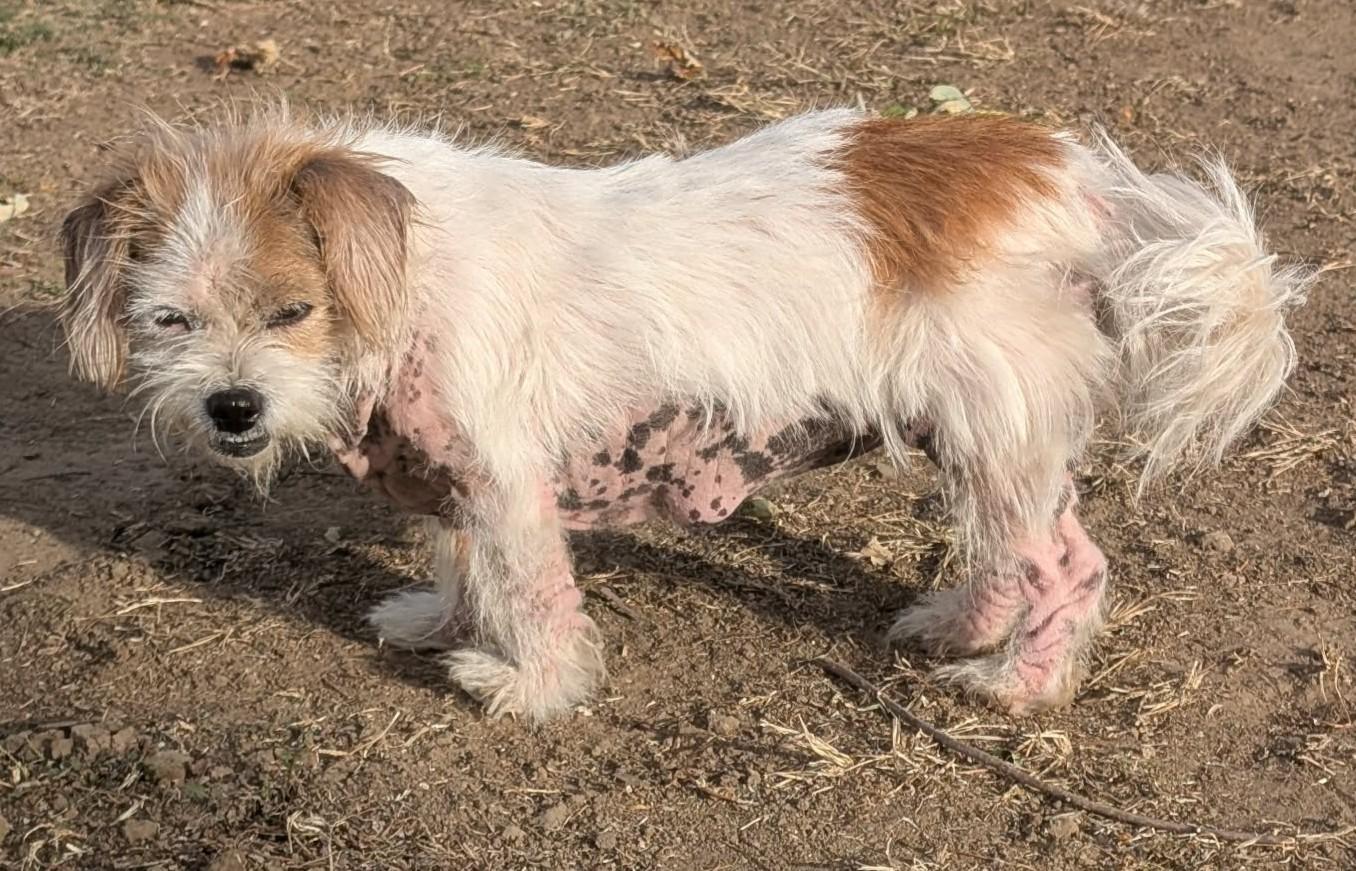 Enlarge Theola, a Adoptable mixed breed in Kiowa, OK image 6/6