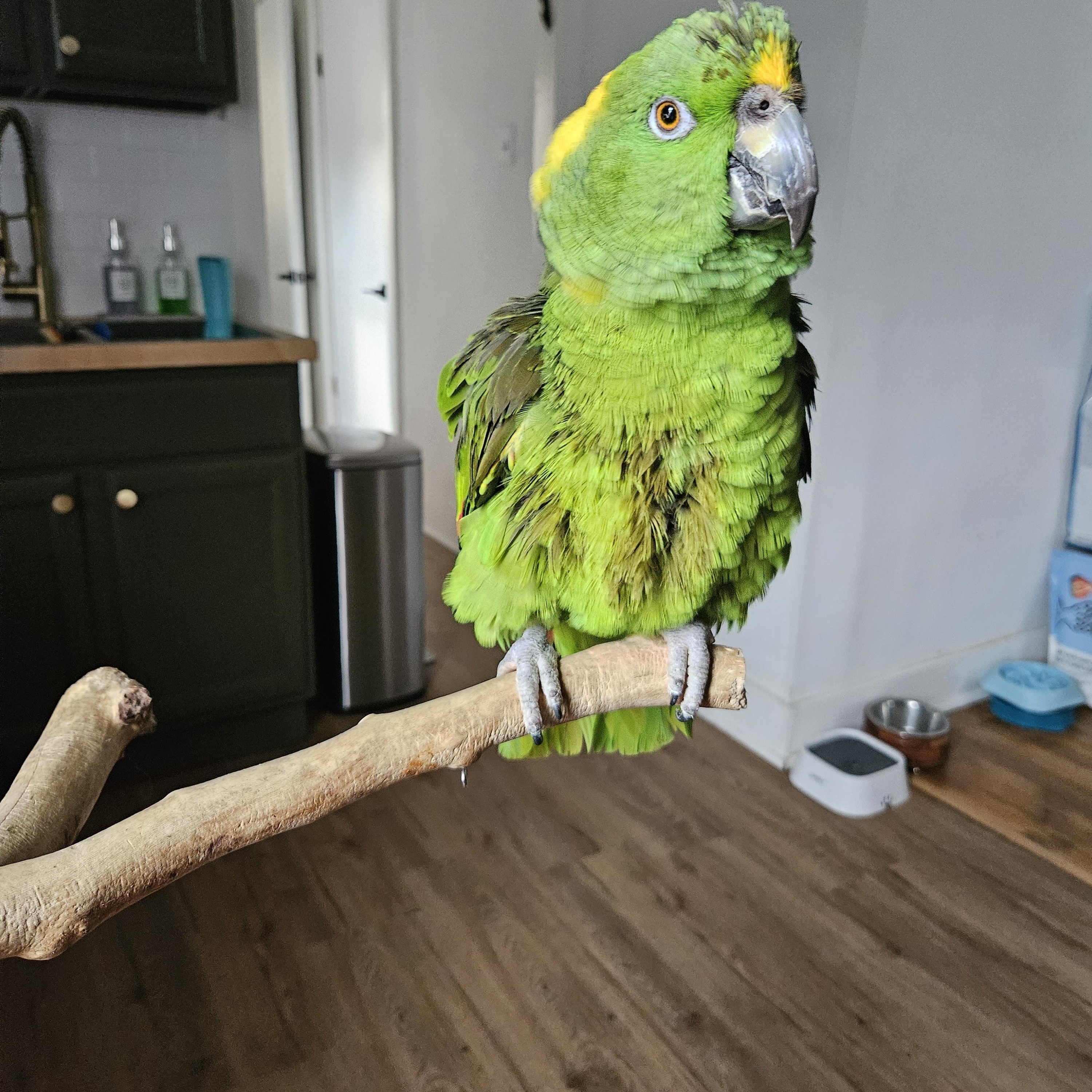 Groucho Marx, Senior Male unknown