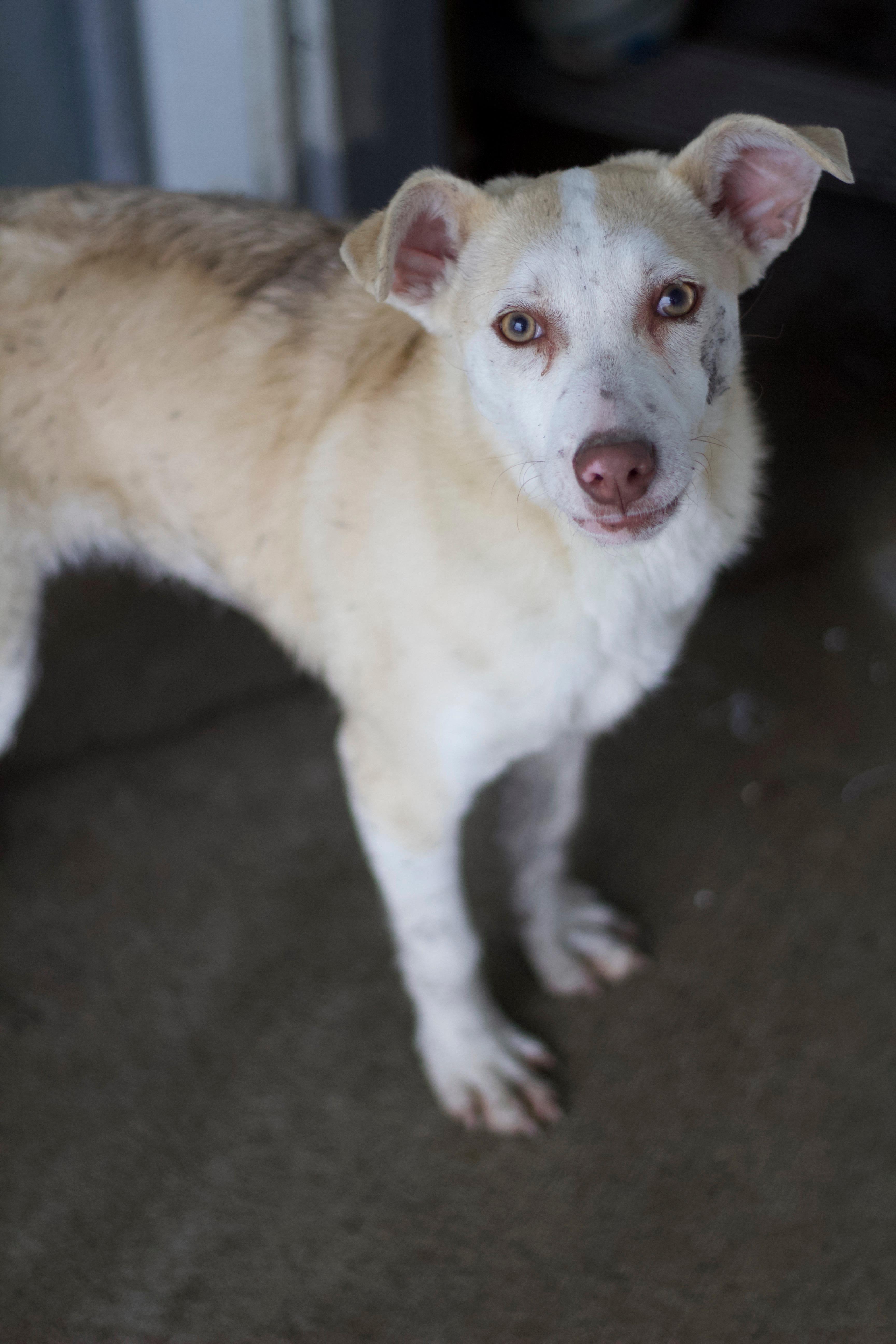 Enlarge Louie, a Adoptable mixed breed in Ottumwa, IA image 1/1