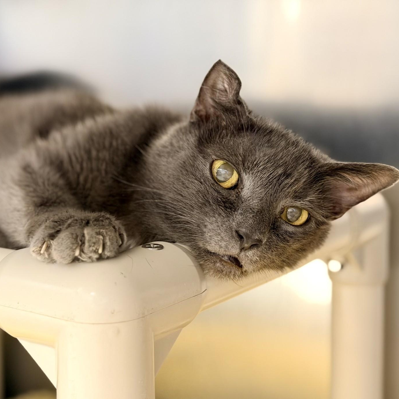 Enlarge Jonas, a ADOPTABLE Domestic Short Hair in Manahawkin, NJ image 2/2