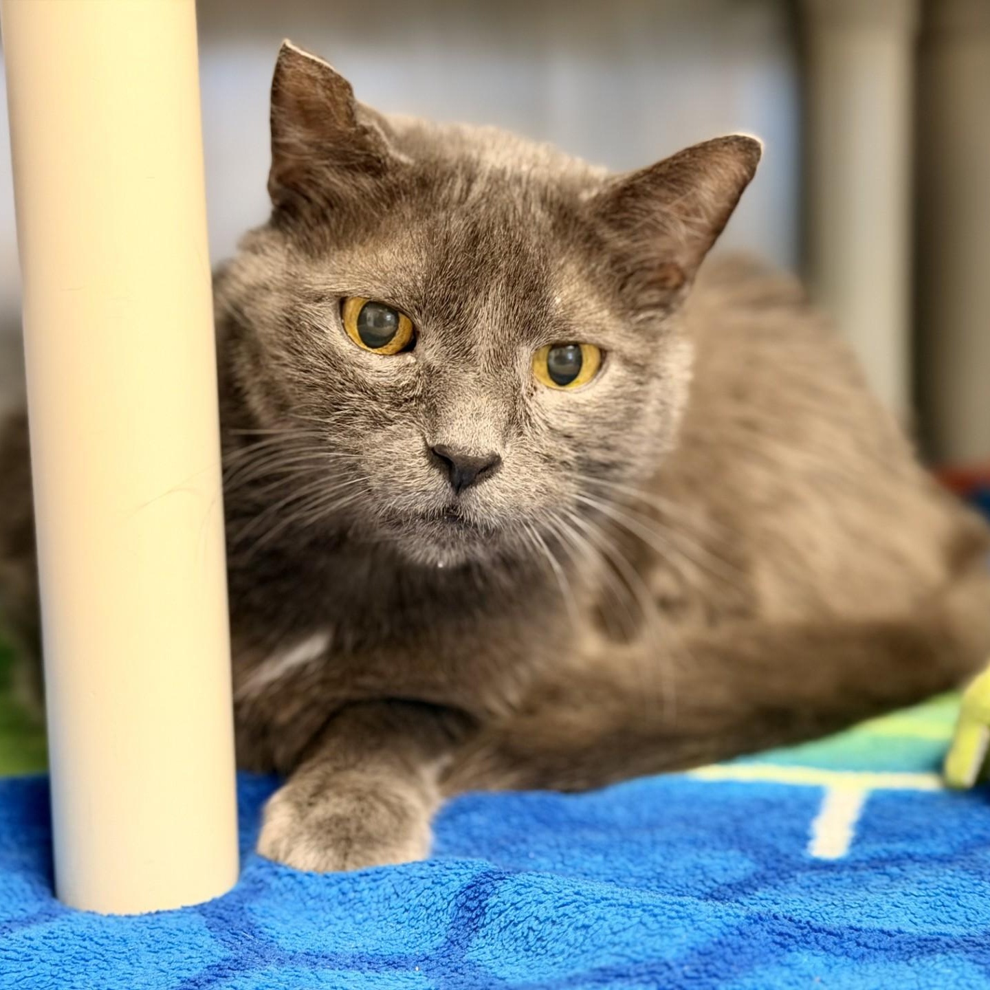 Enlarge Jonas, a ADOPTABLE Domestic Short Hair in Manahawkin, NJ image 1/4
