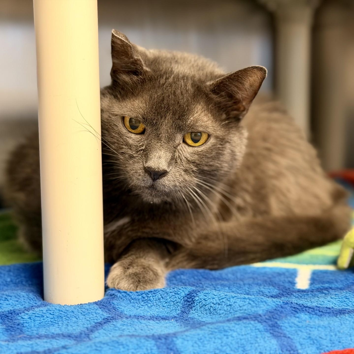 Enlarge Jonas, a ADOPTABLE Domestic Short Hair in Manahawkin, NJ image 2/4