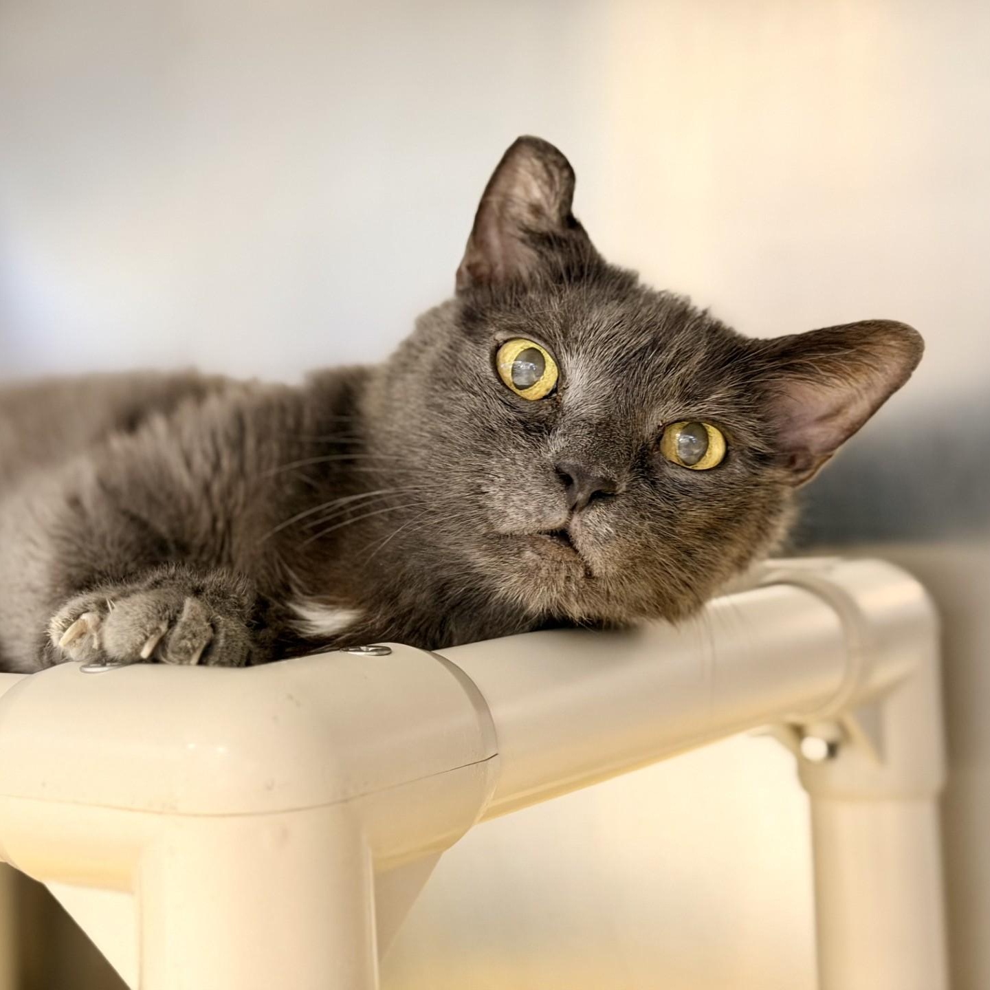 Jonas, ADOPTABLE, Senior Male Domestic Short Hair.