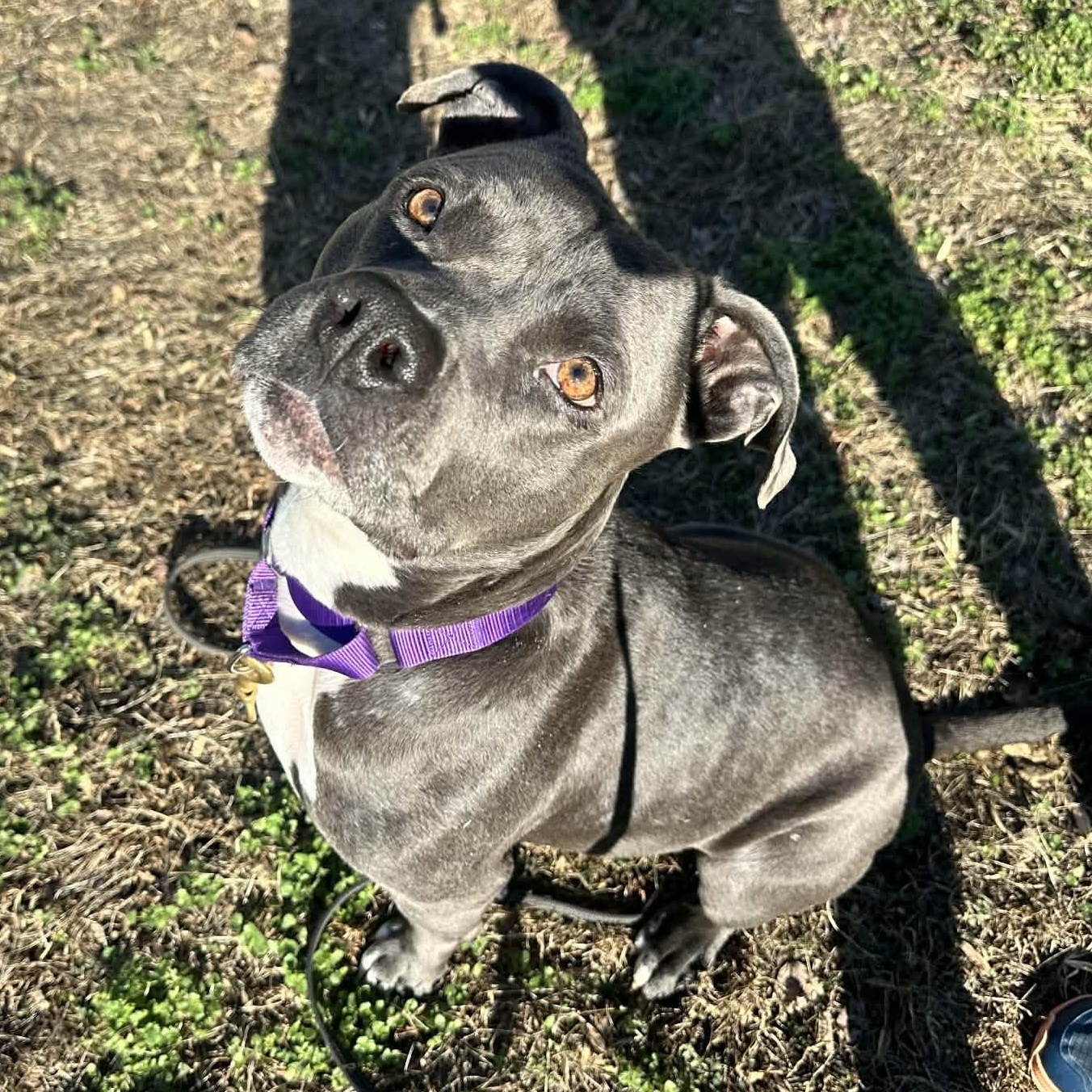 Bee, Adoptable, Adult Female American Bully.