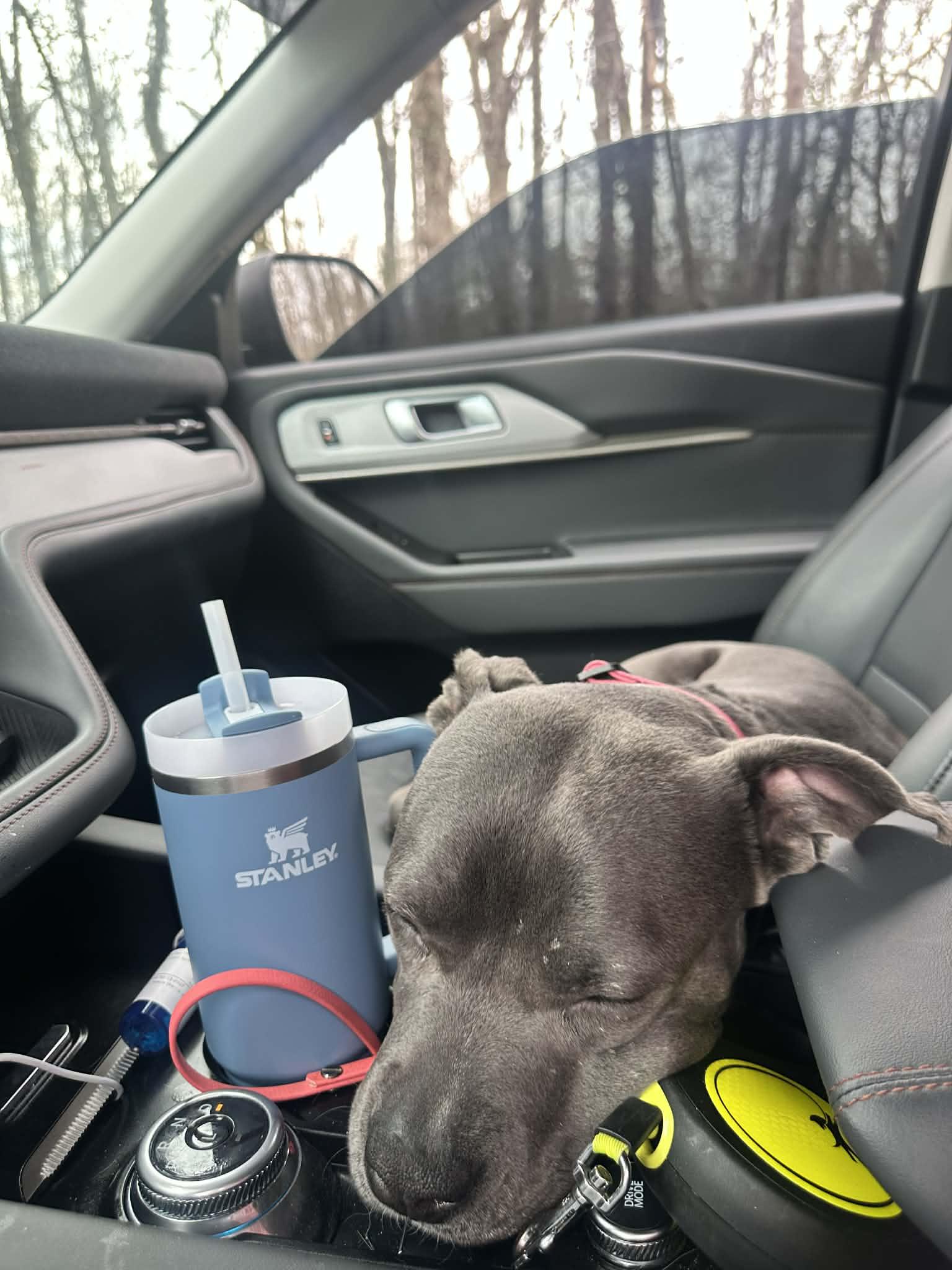 Enlarge Bee, a Adoptable mixed breed in Travelers Rest, SC image 5/6