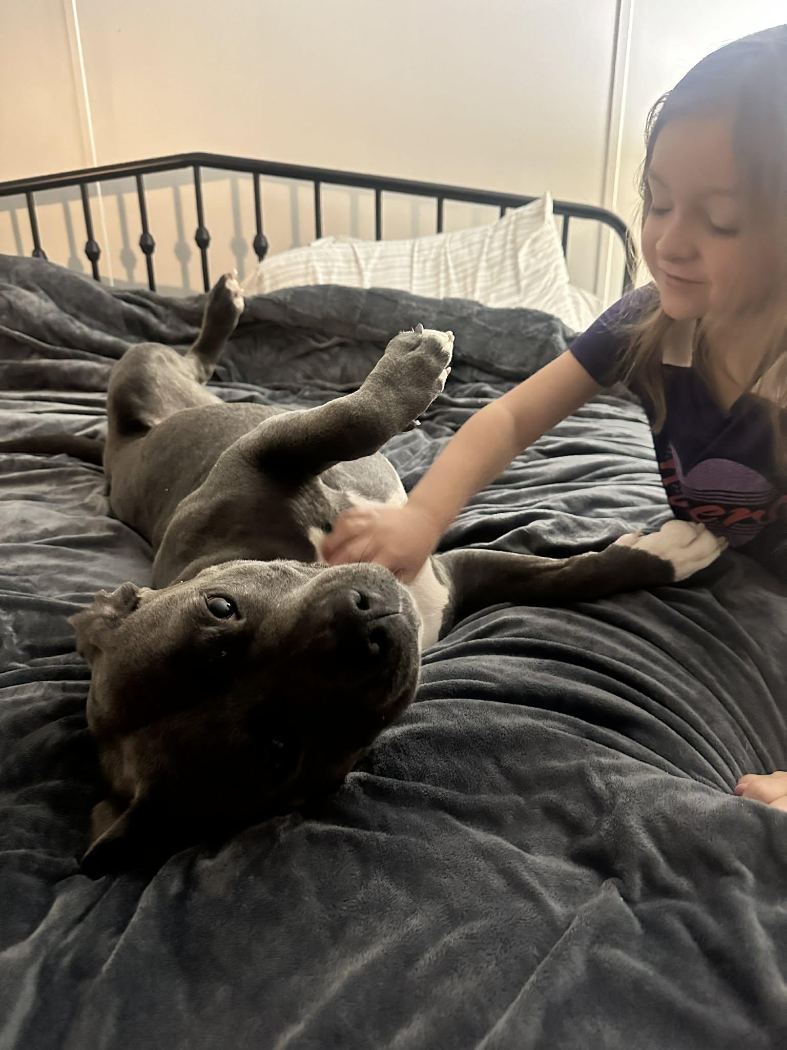 Enlarge Bee, a Adoptable mixed breed in Travelers Rest, SC image 4/6