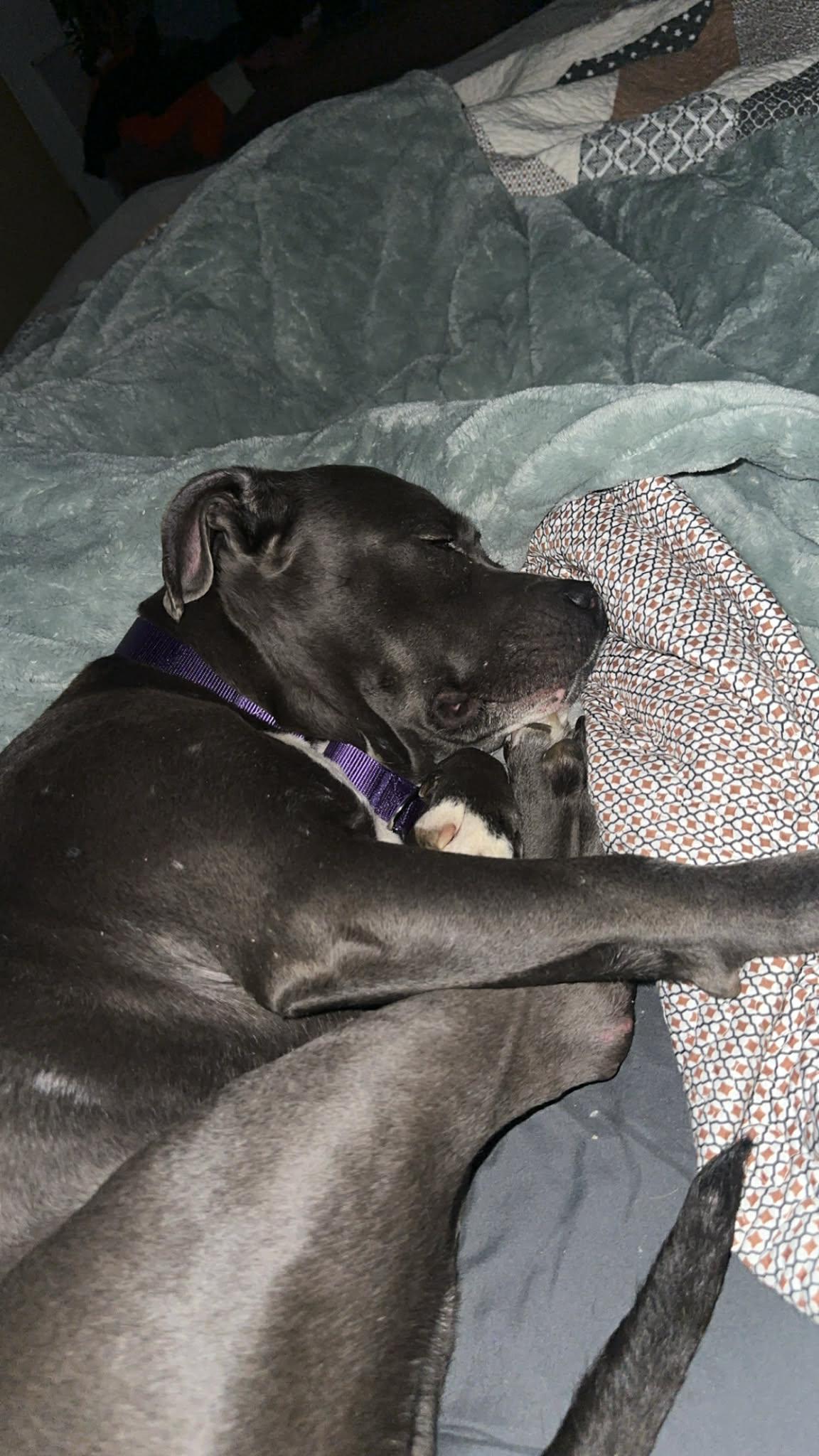 Enlarge Bee, a Adoptable mixed breed in Travelers Rest, SC image 3/6