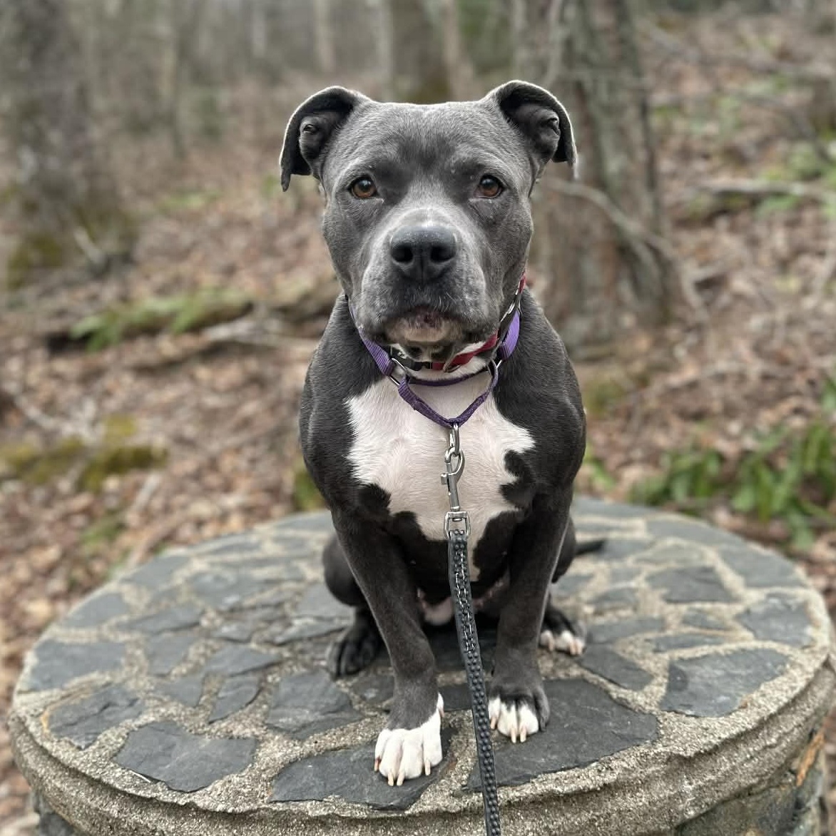Bee, Adoptable, Adult Female American Bully.