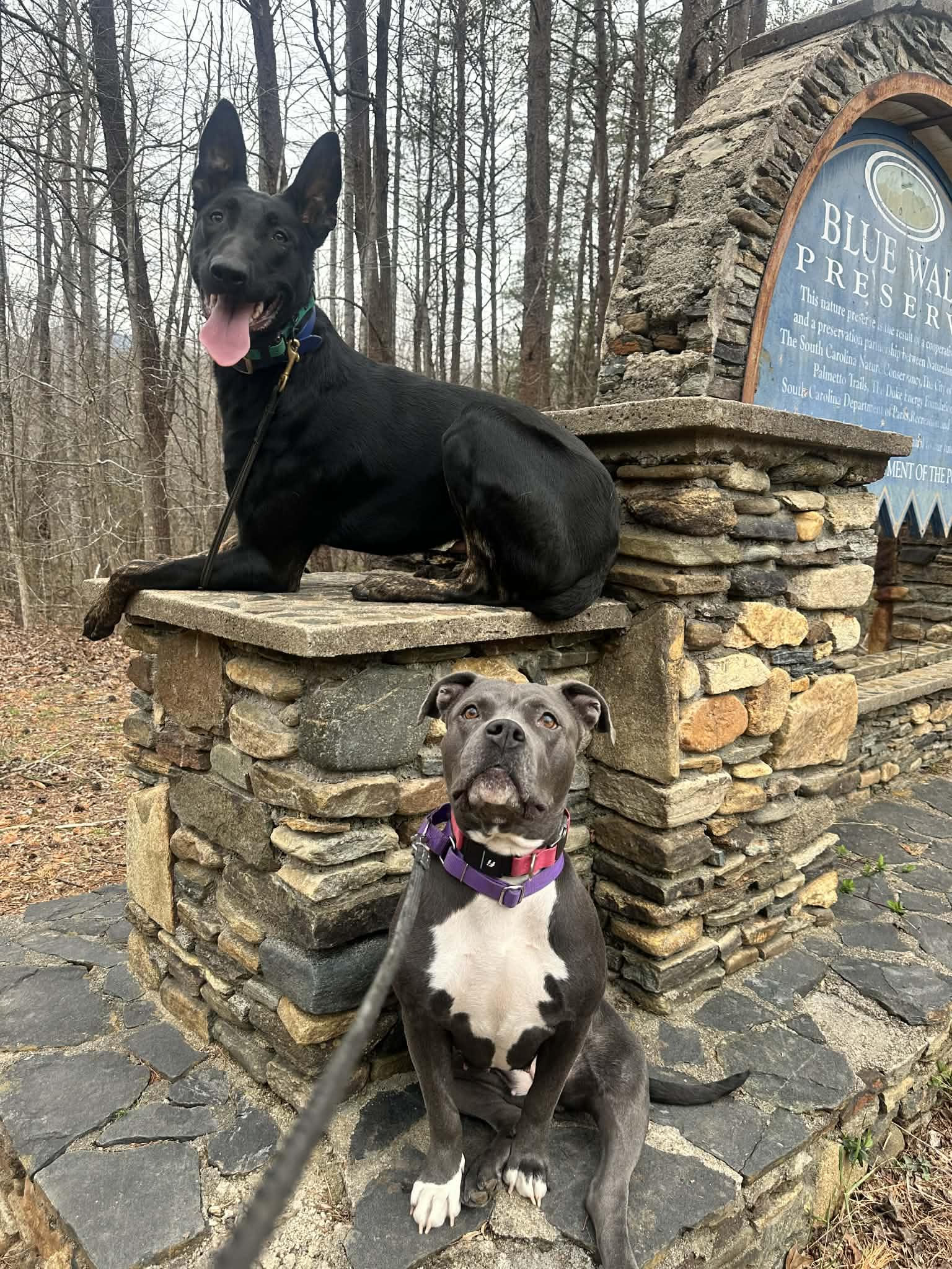 Enlarge Bee, a Adoptable mixed breed in Travelers Rest, SC image 6/6