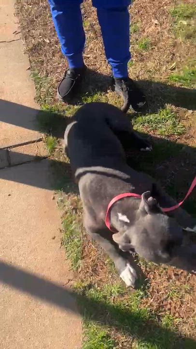 Enlarge Bee, a Adoptable mixed breed in Travelers Rest, SC video 2/6