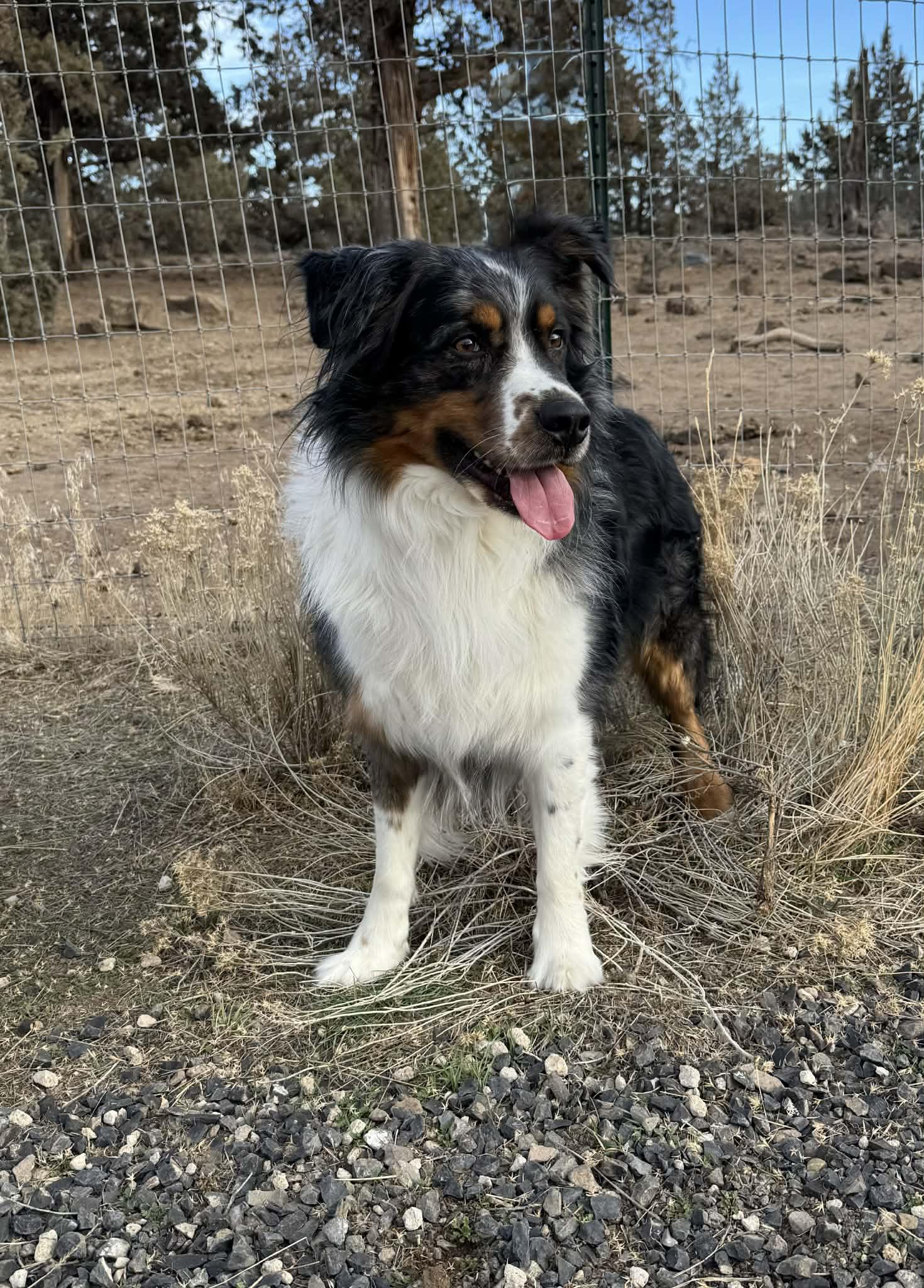 Orin, ADOPTABLE, Adult Male Australian Shepherd.