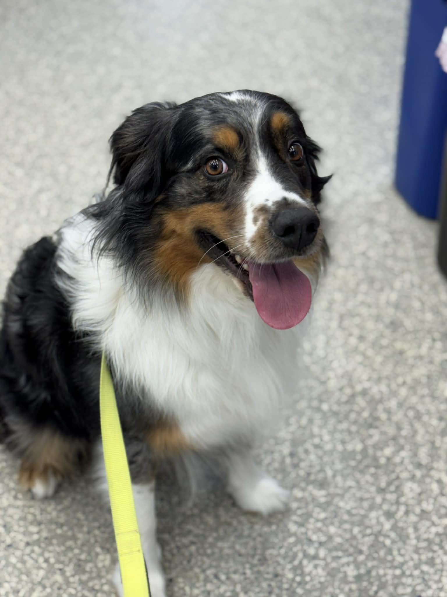 Orin, a ADOPTABLE Australian Shepherd in Bend, OR image 2/6