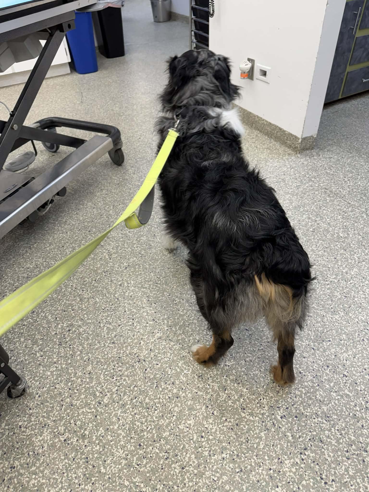 Orin, a ADOPTABLE Australian Shepherd in Bend, OR image 3/6