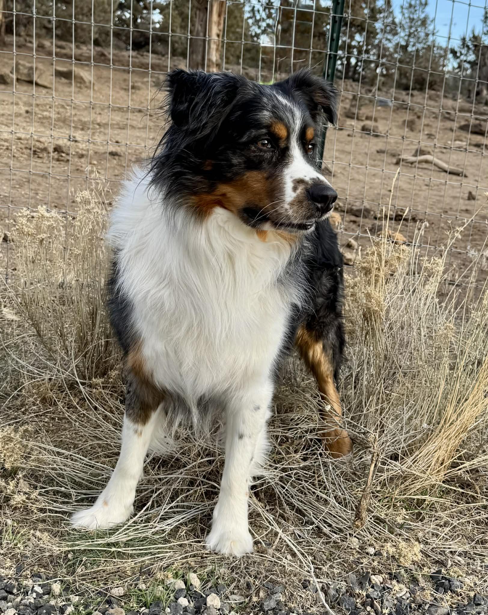 Orin, a ADOPTABLE Australian Shepherd in Bend, OR image 4/6