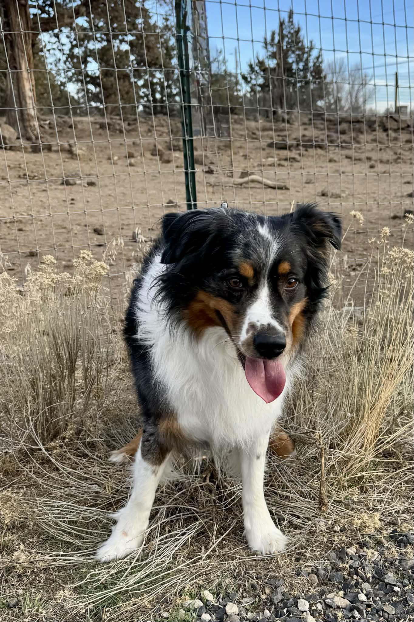 Orin, a ADOPTABLE Australian Shepherd in Bend, OR image 5/6