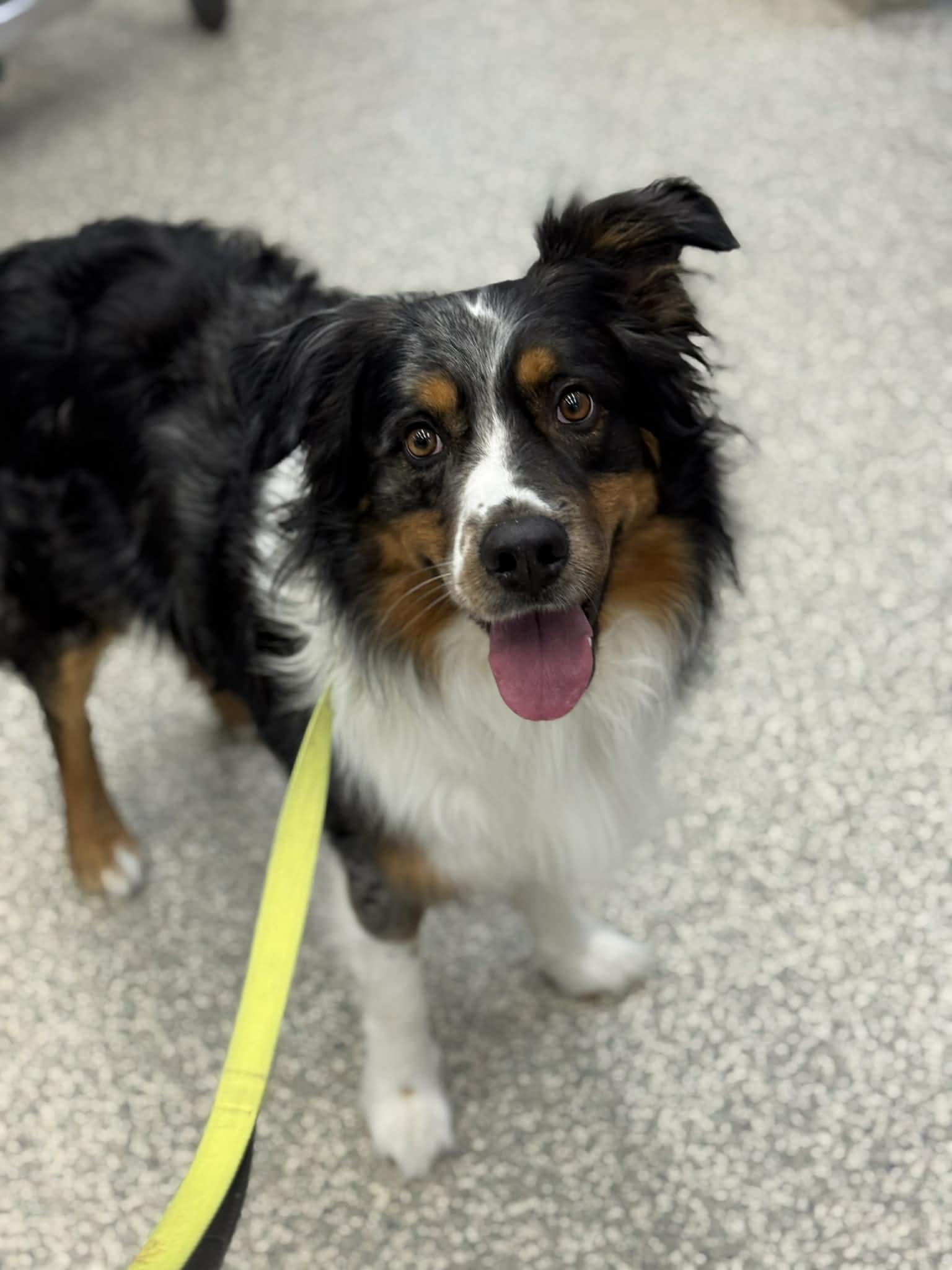 Orin, a ADOPTABLE Australian Shepherd in Bend, OR image 6/6