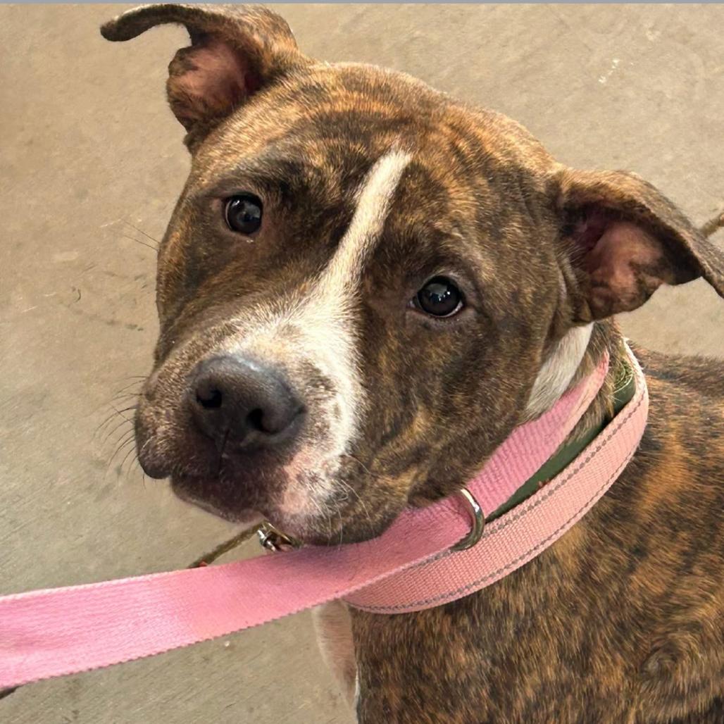 Mama Macy, Adoptable, Adult Female Mixed Breed.