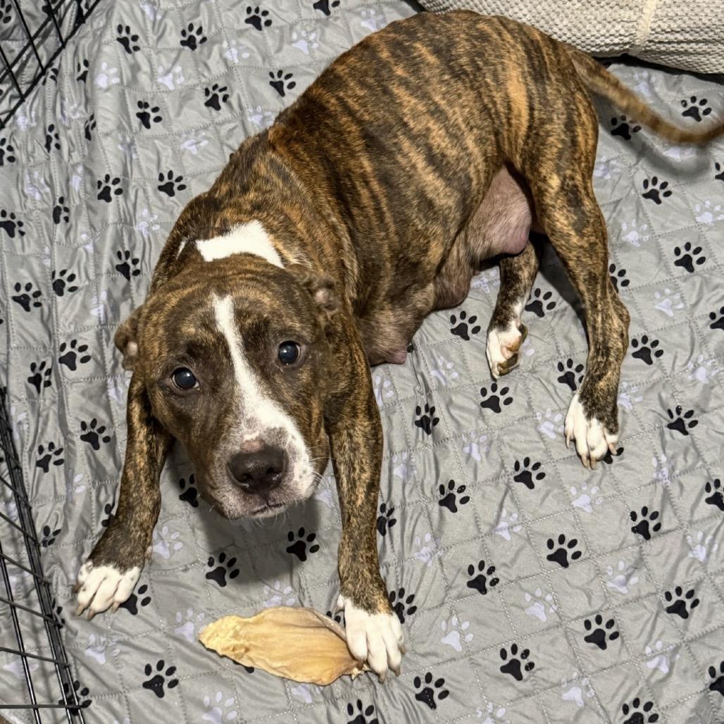 Enlarge Mama Macy, a Adoptable Mixed Breed in Rockville, MD image 2/4