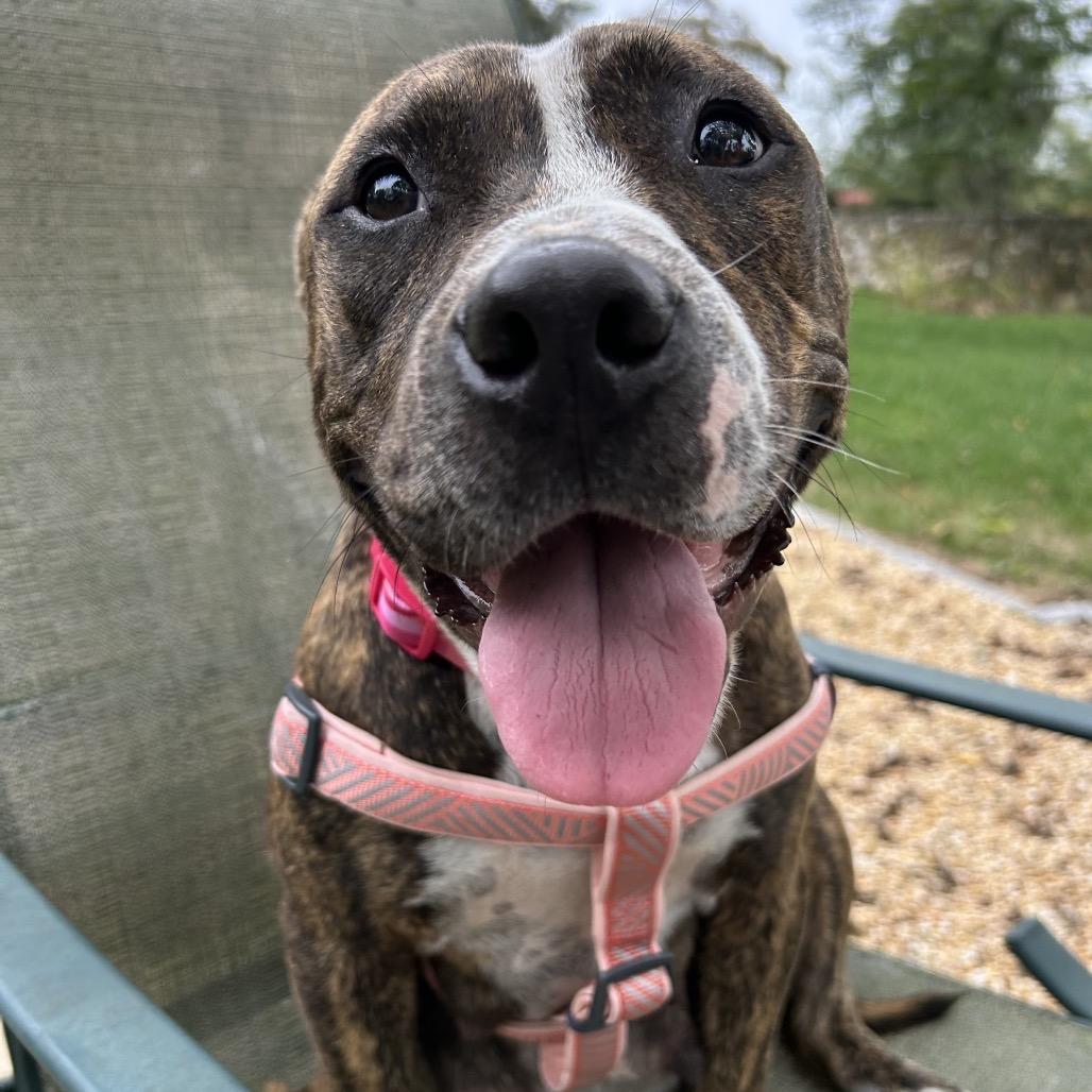 Enlarge Mama Macy, a Adoptable Mixed Breed in Rockville, MD image 3/4