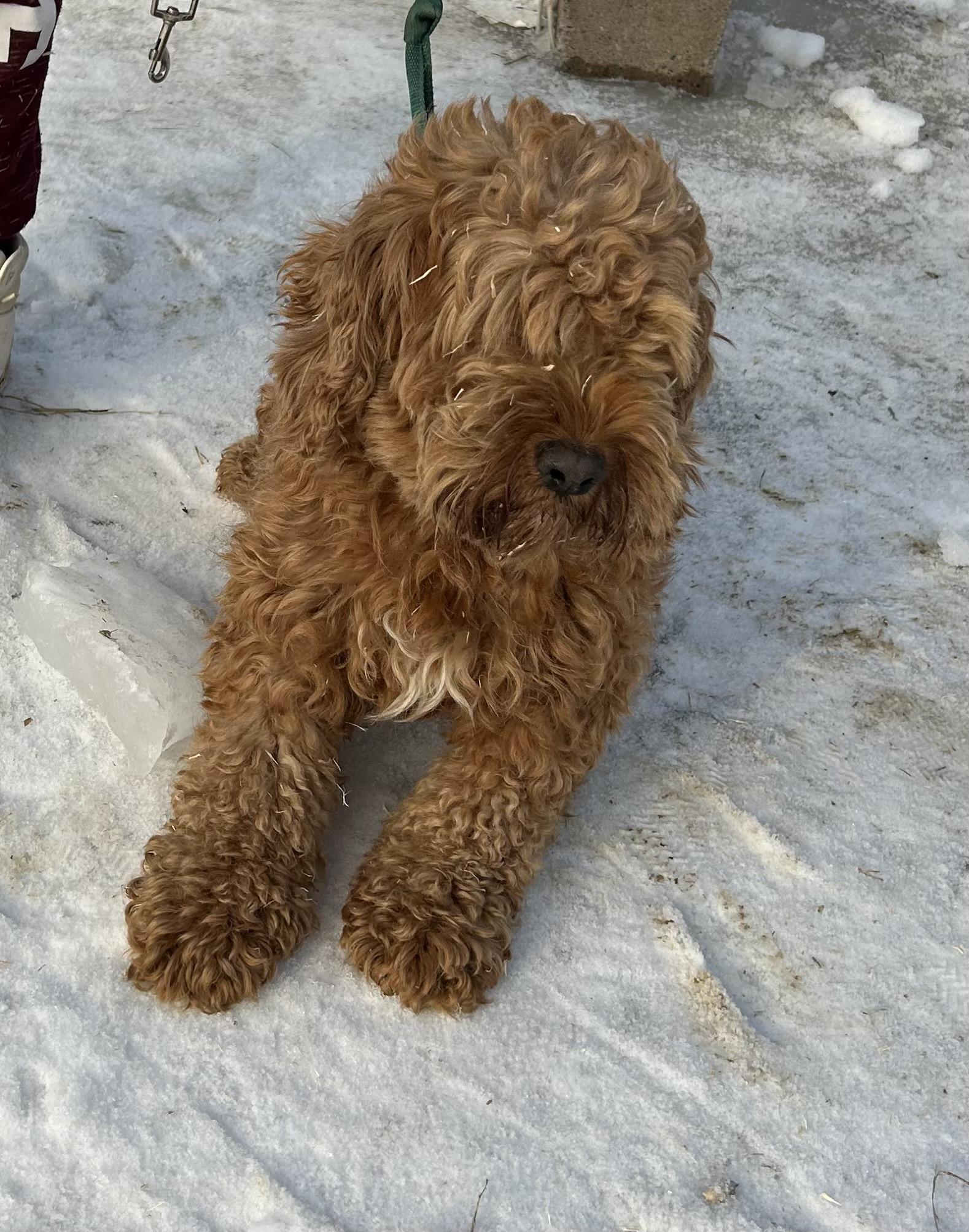 Kandy, ADOPTABLE, Adult Female Cockapoo.