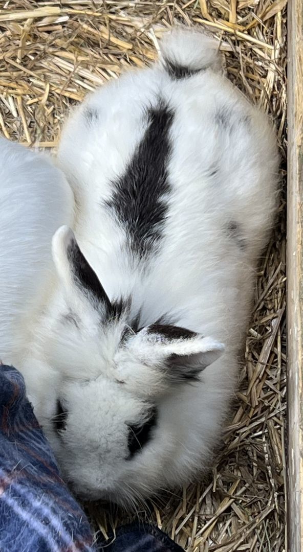 Enlarge Mick Jagger and Blanca, a Adoptable Angora Rabbit in Bishopville, SC image 2/5