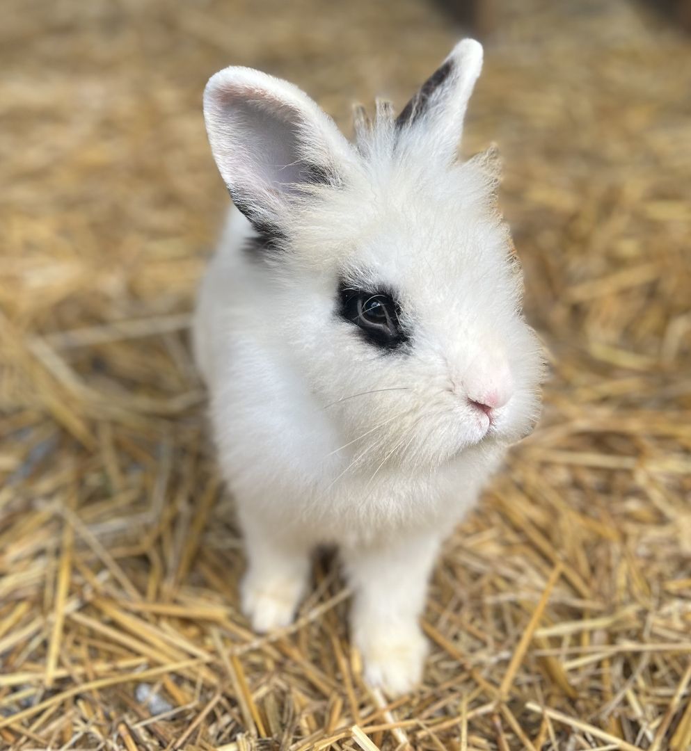 Enlarge Mick Jagger and Blanca, a Adoptable Angora Rabbit in Bishopville, SC image 1/5