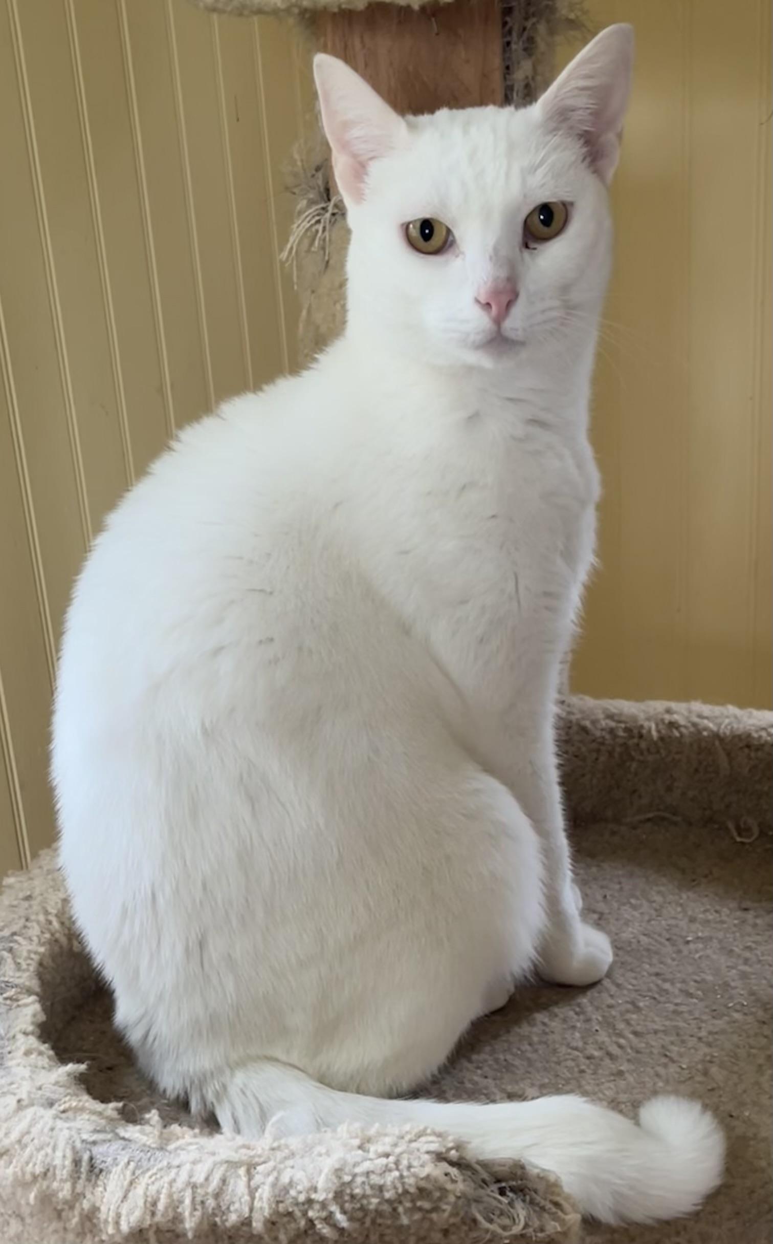 Ghost, a Adoptable mixed breed in Bow, WA image 1/4