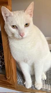Ghost, Adoptable, Adult Male Siamese & American Shorthair.