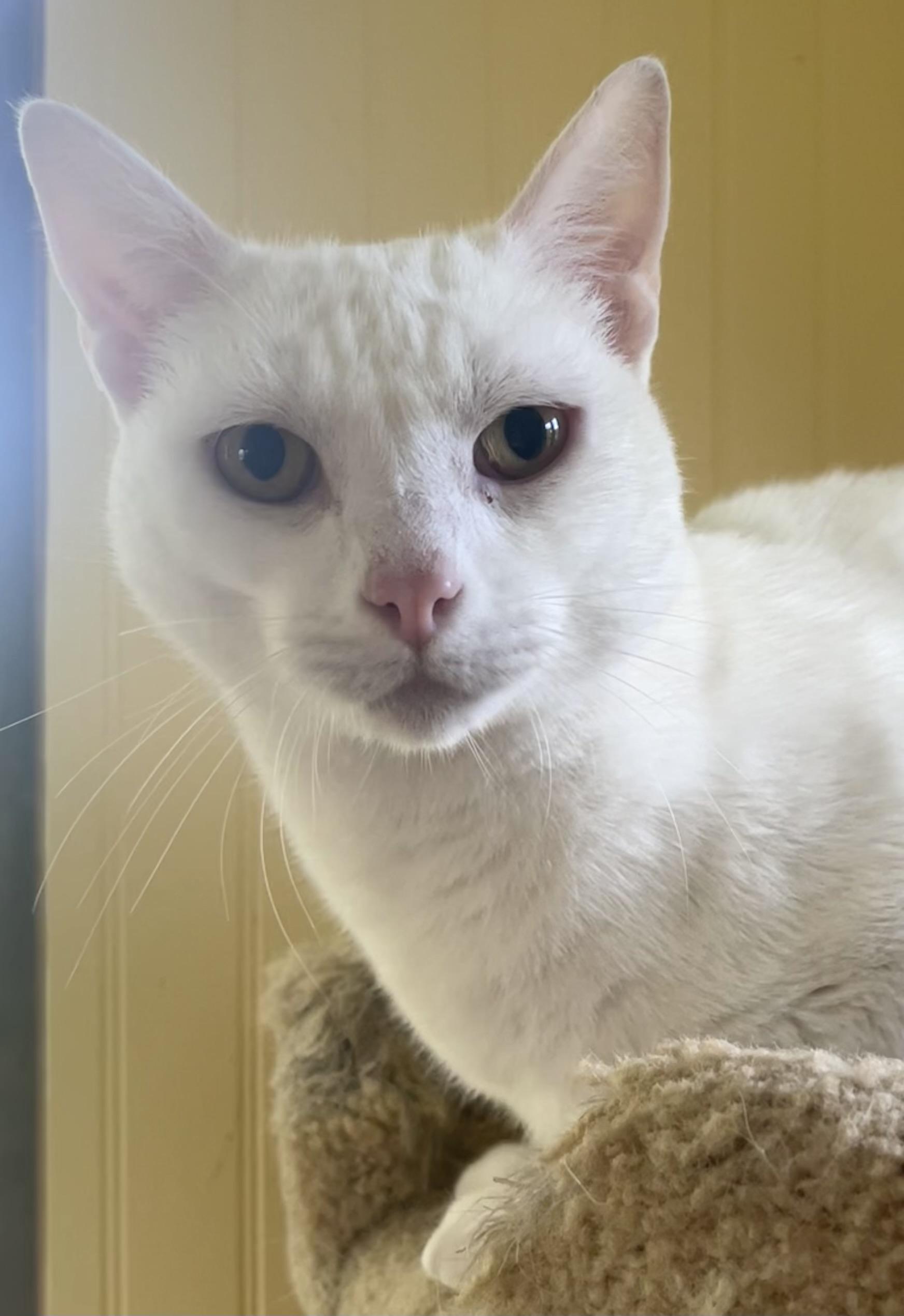 Ghost, a Adoptable mixed breed in Bow, WA image 2/4