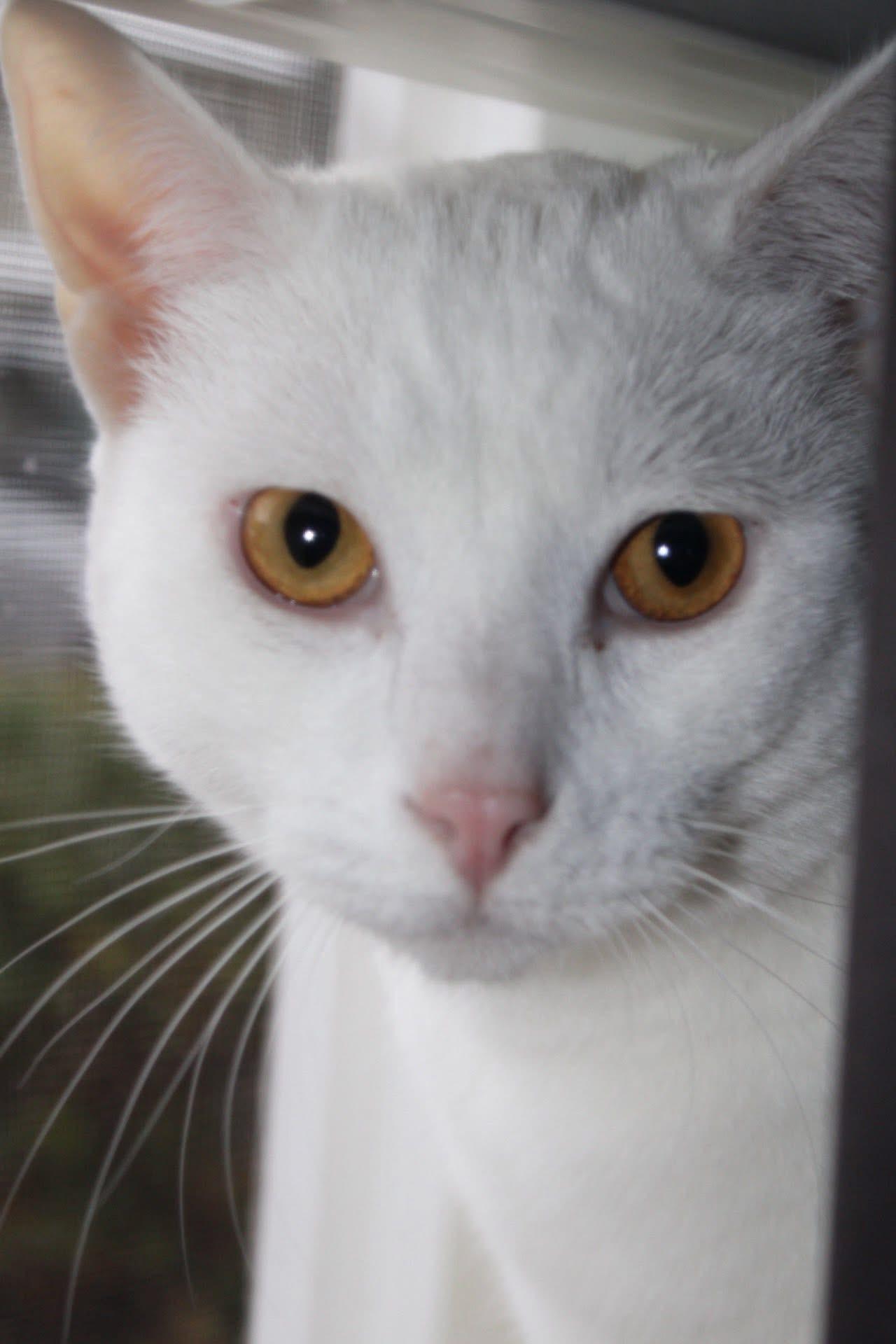 Ghost, Adoptable, Adult Male Siamese & American Shorthair.
